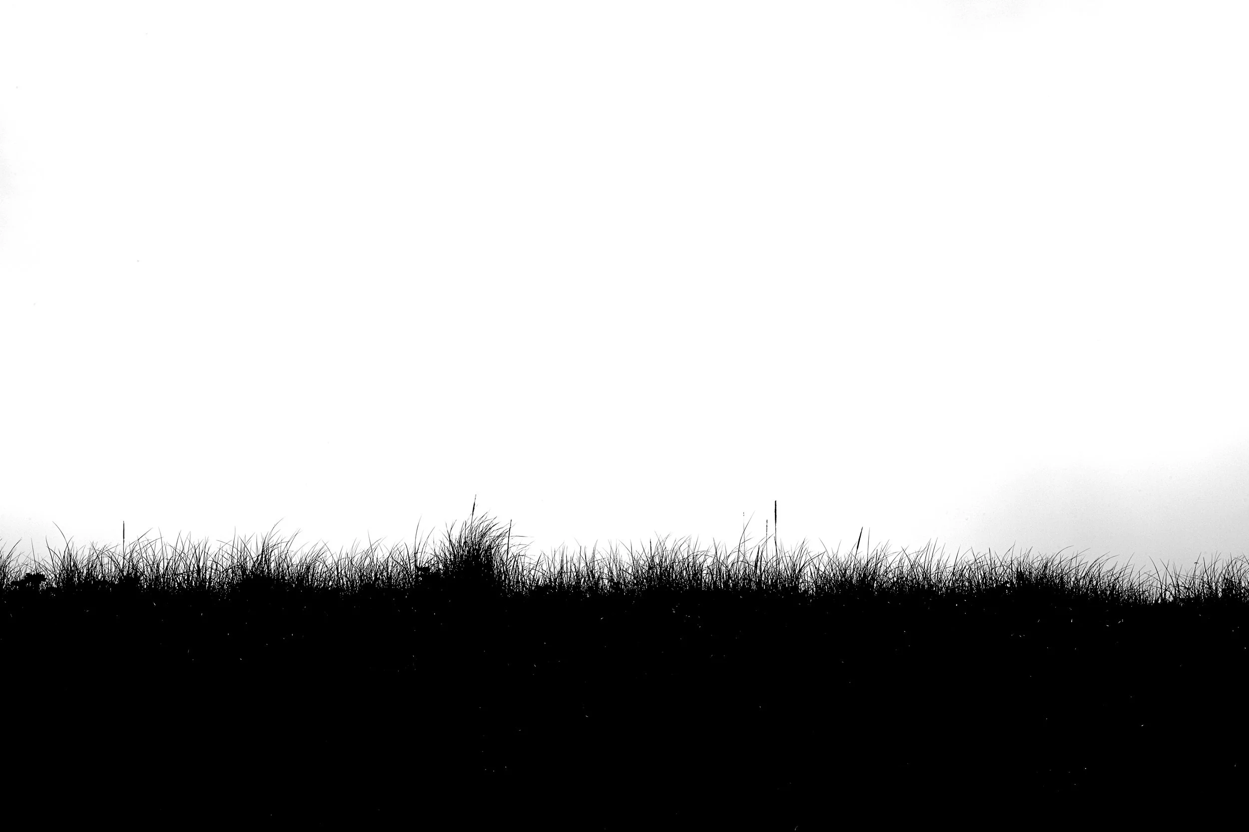 Black and white photograph of the grass dunes silhouetted against the bright sky in the fog