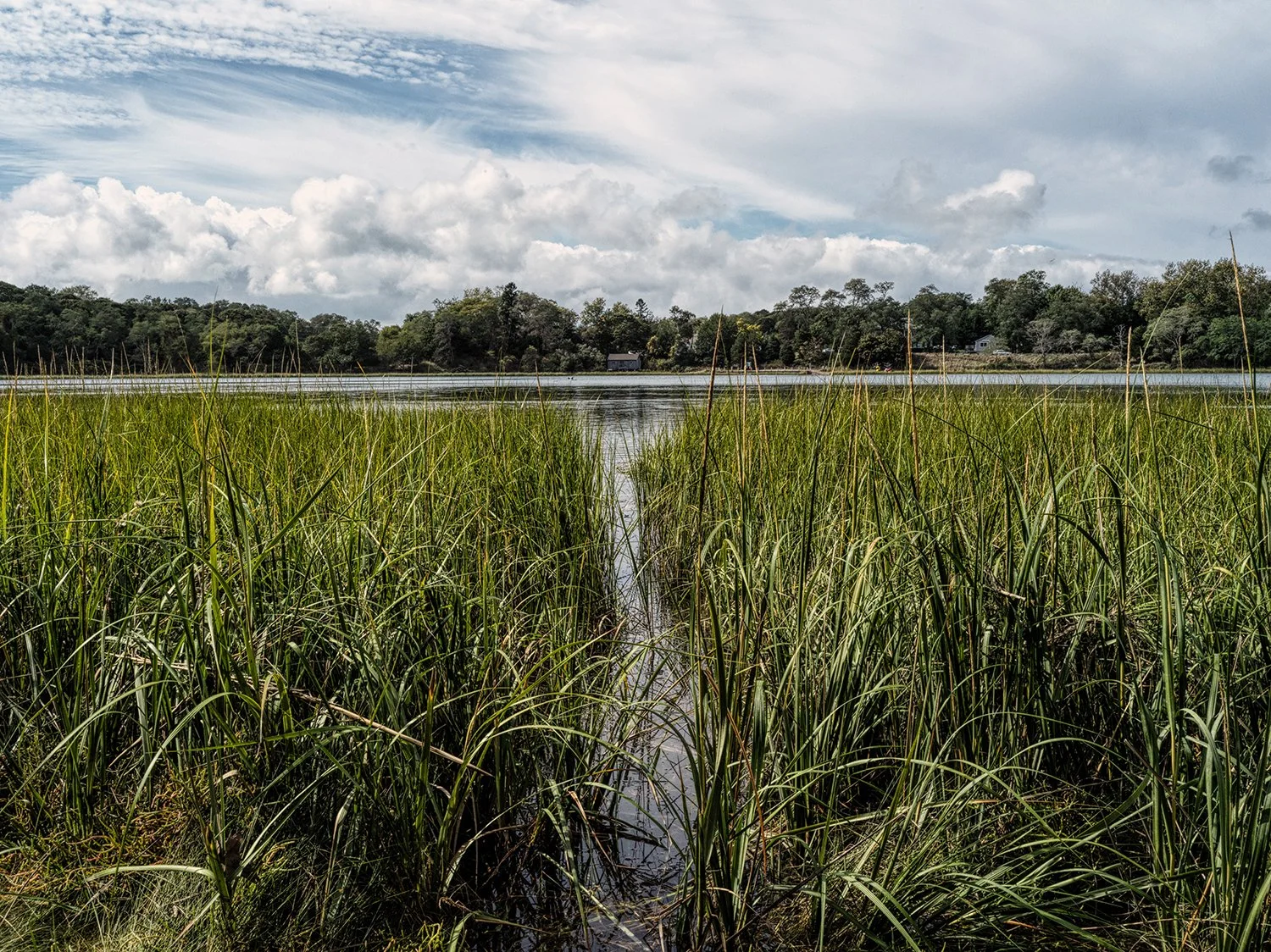Nauset Marsh Grass on Salt Pond with house on Nauset Marsh .jpg