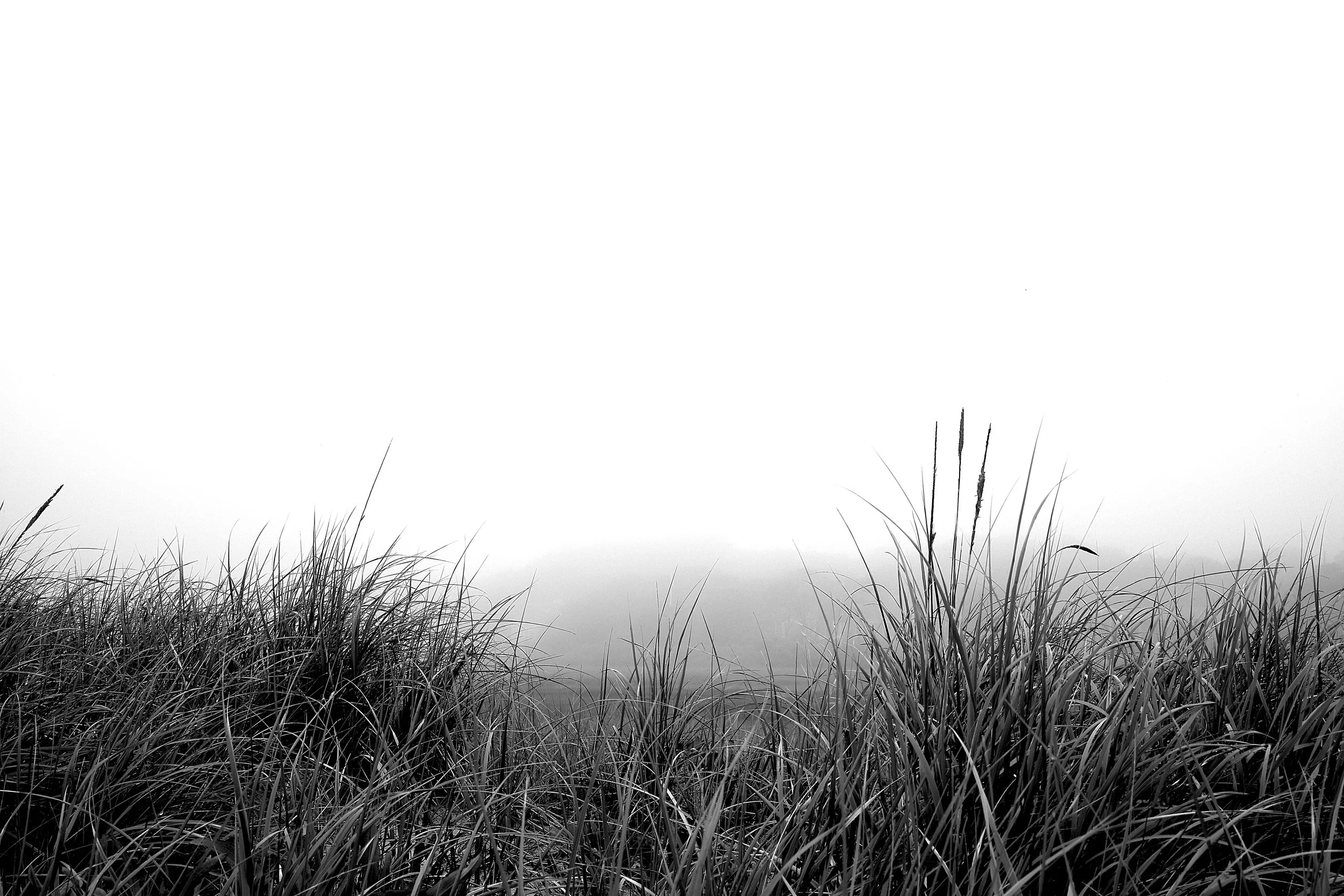 Black and white photograph of the grassy dunes in the fog along Chatham Light beach