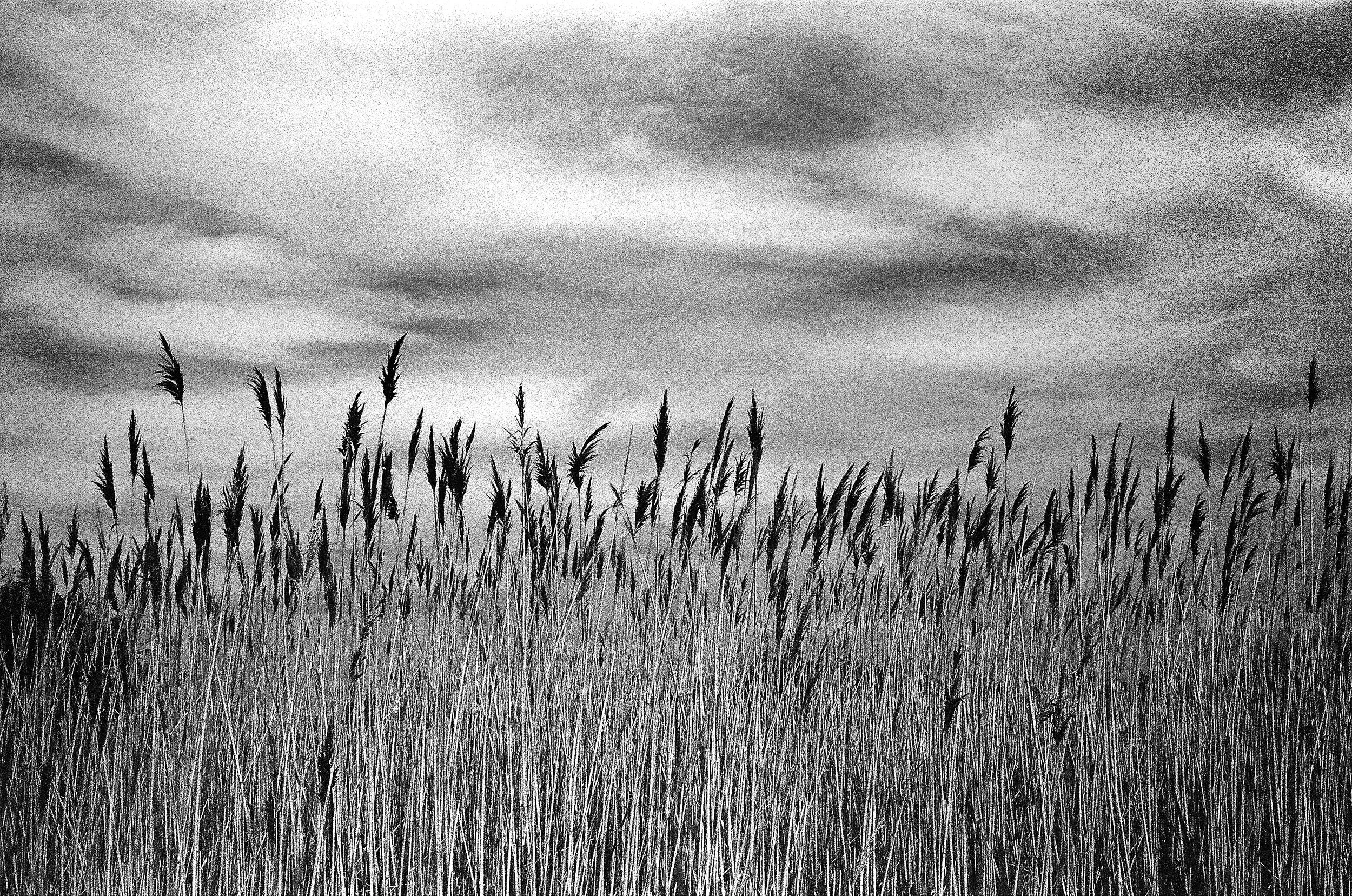 Black and white photograph of tall grass out on the Outer Cape Cod