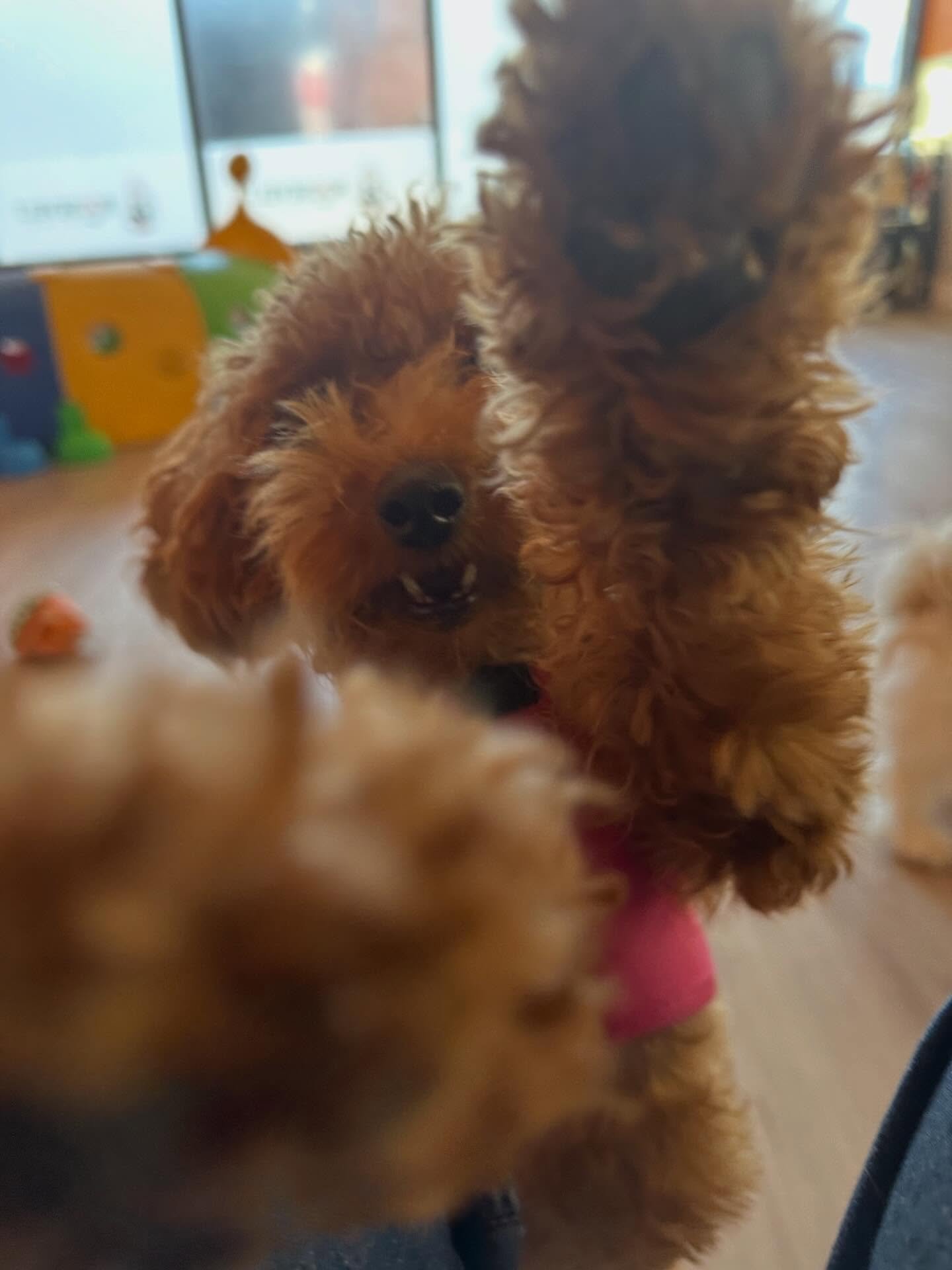 the pupppps 😃❣️