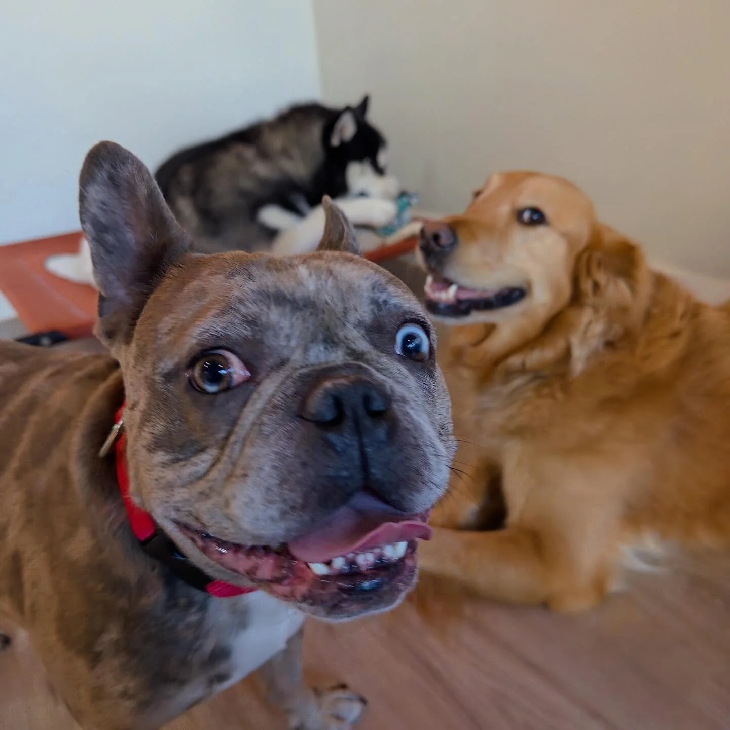 happiest dogs you&rsquo;ll see today! 🤗