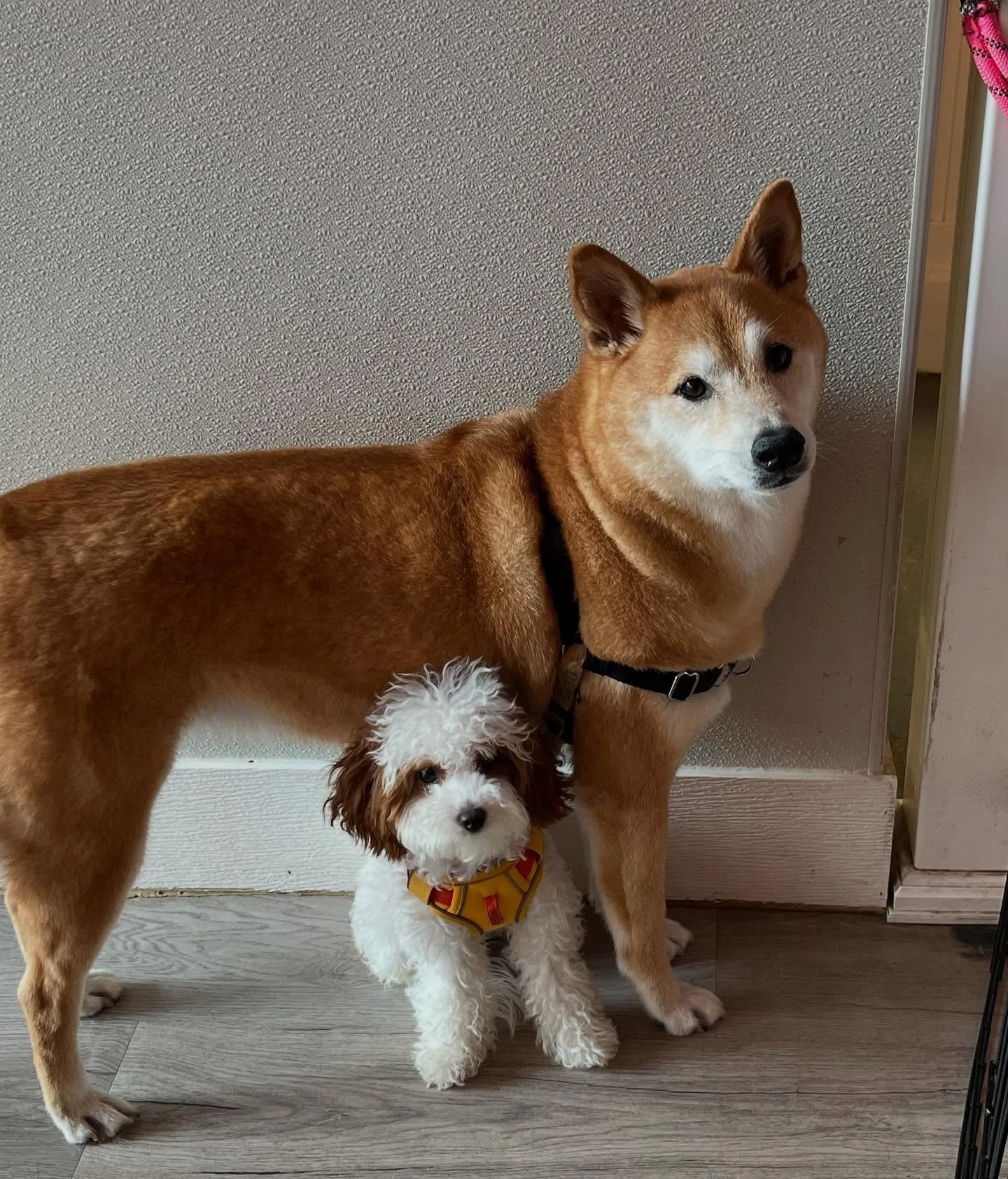 🤩 the good pups this week!