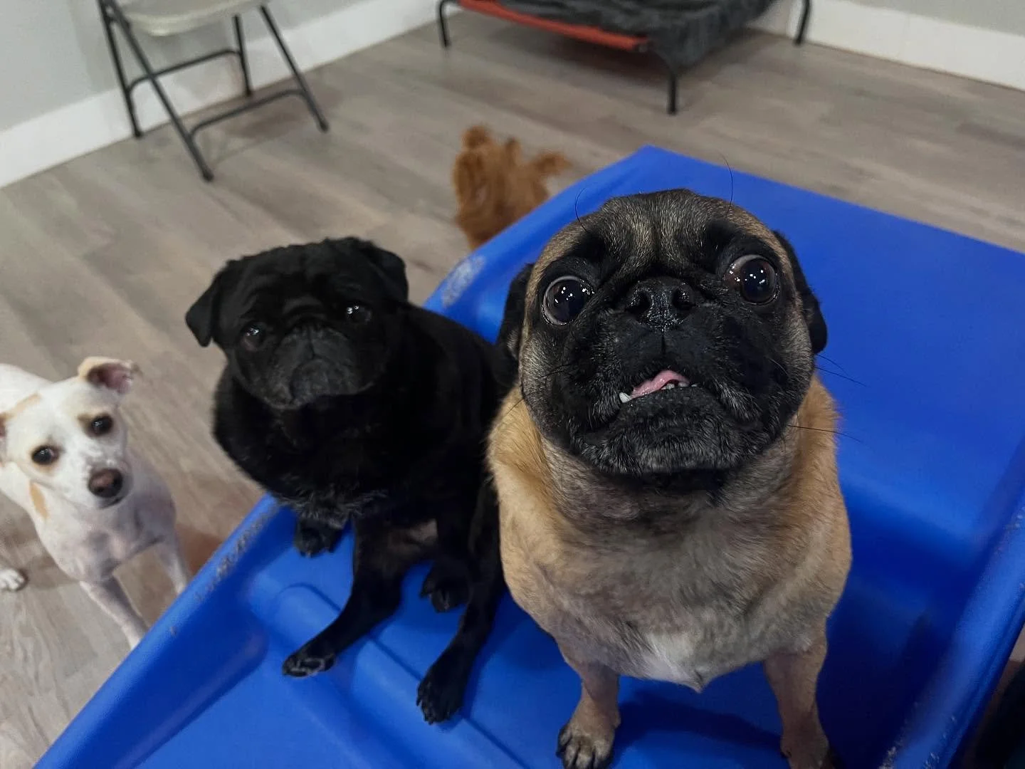 quick daycare update pics for the good pups :-)