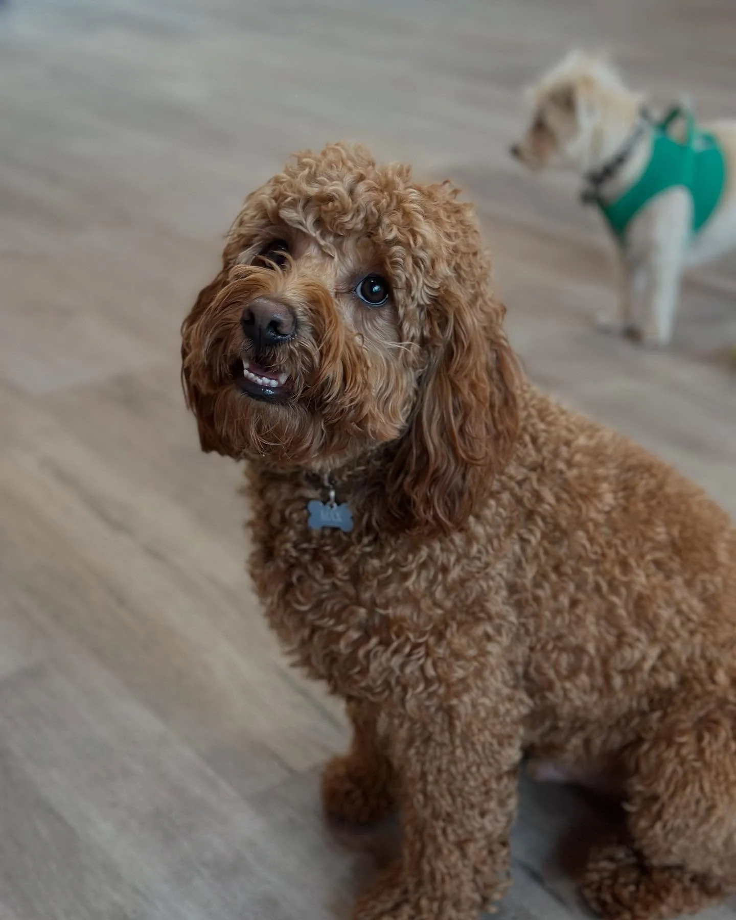 Good luck on your next adventures, Max! We&rsquo;ll miss you, visit us and your friends at daycare soon ☺️