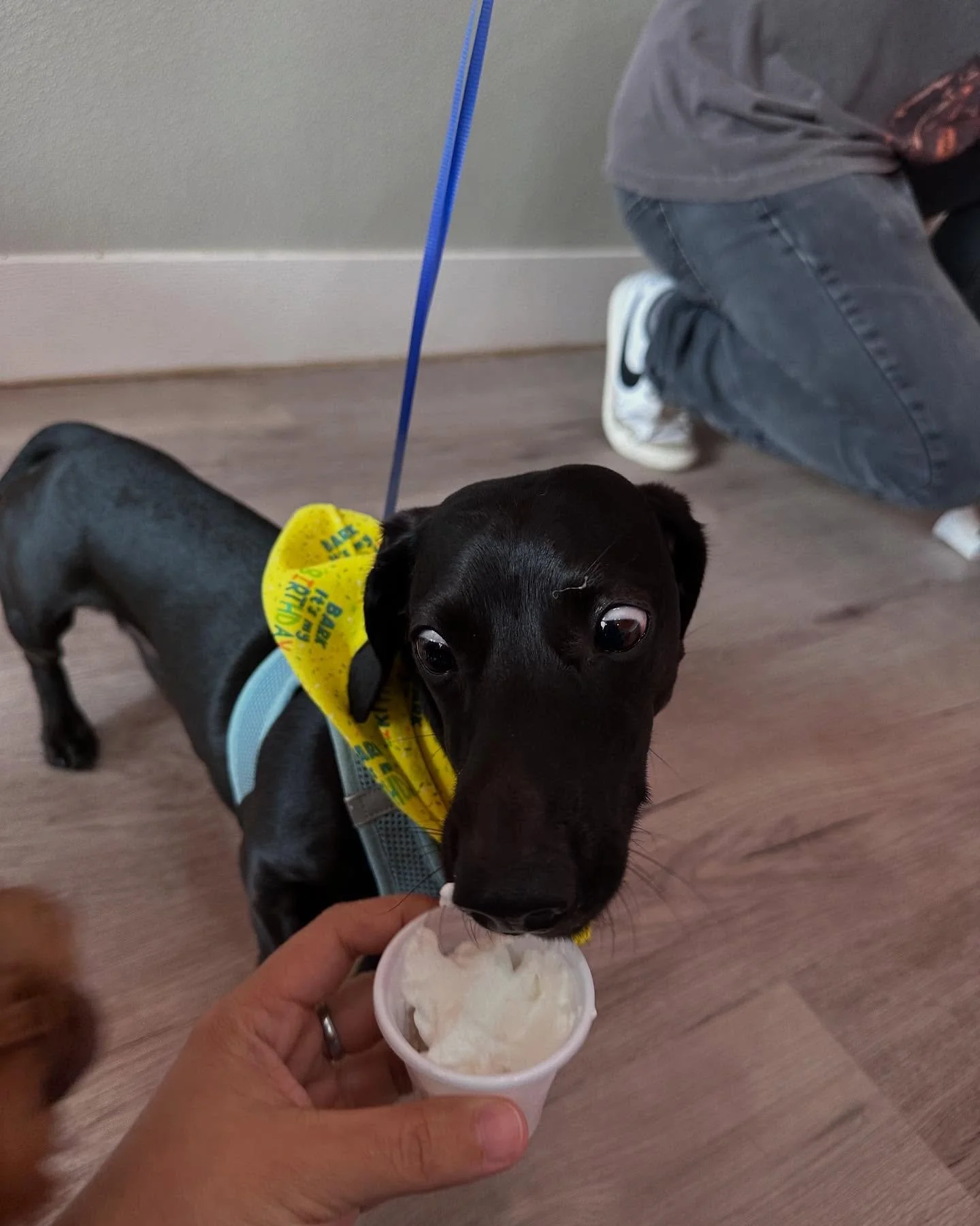 Happy birthday, T-Bone! The pups enjoyed your birthday goodie bags! 💙🎉🥳
