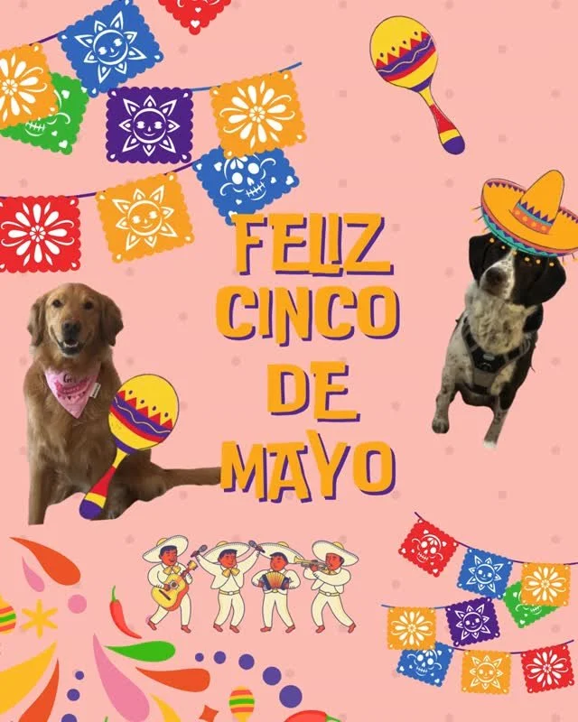 Feliz Cinco de Mayo from our Pups!
Fiesta like there&rsquo;s no ma&ntilde;ana 🐾🌮