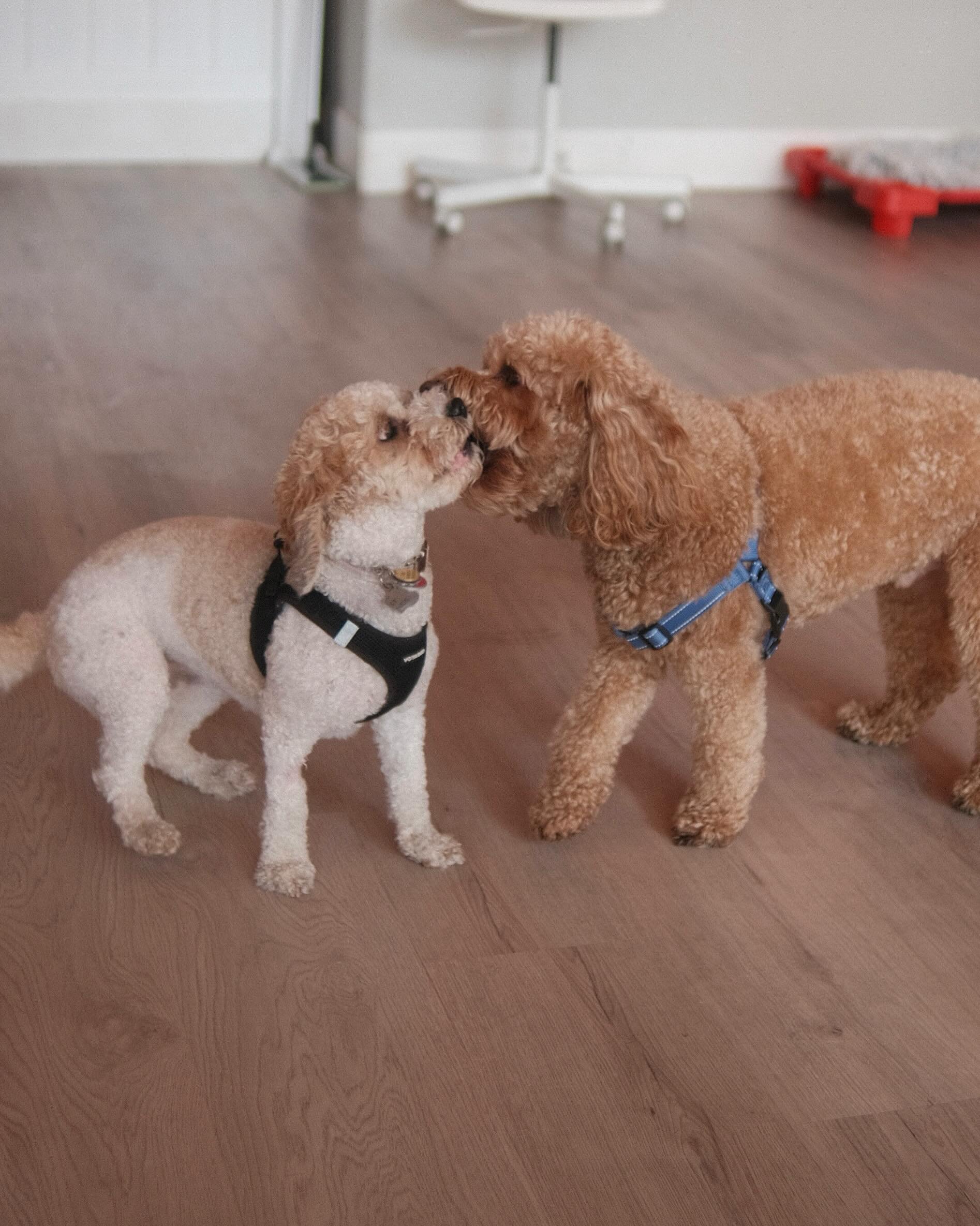 the pups today 🤩