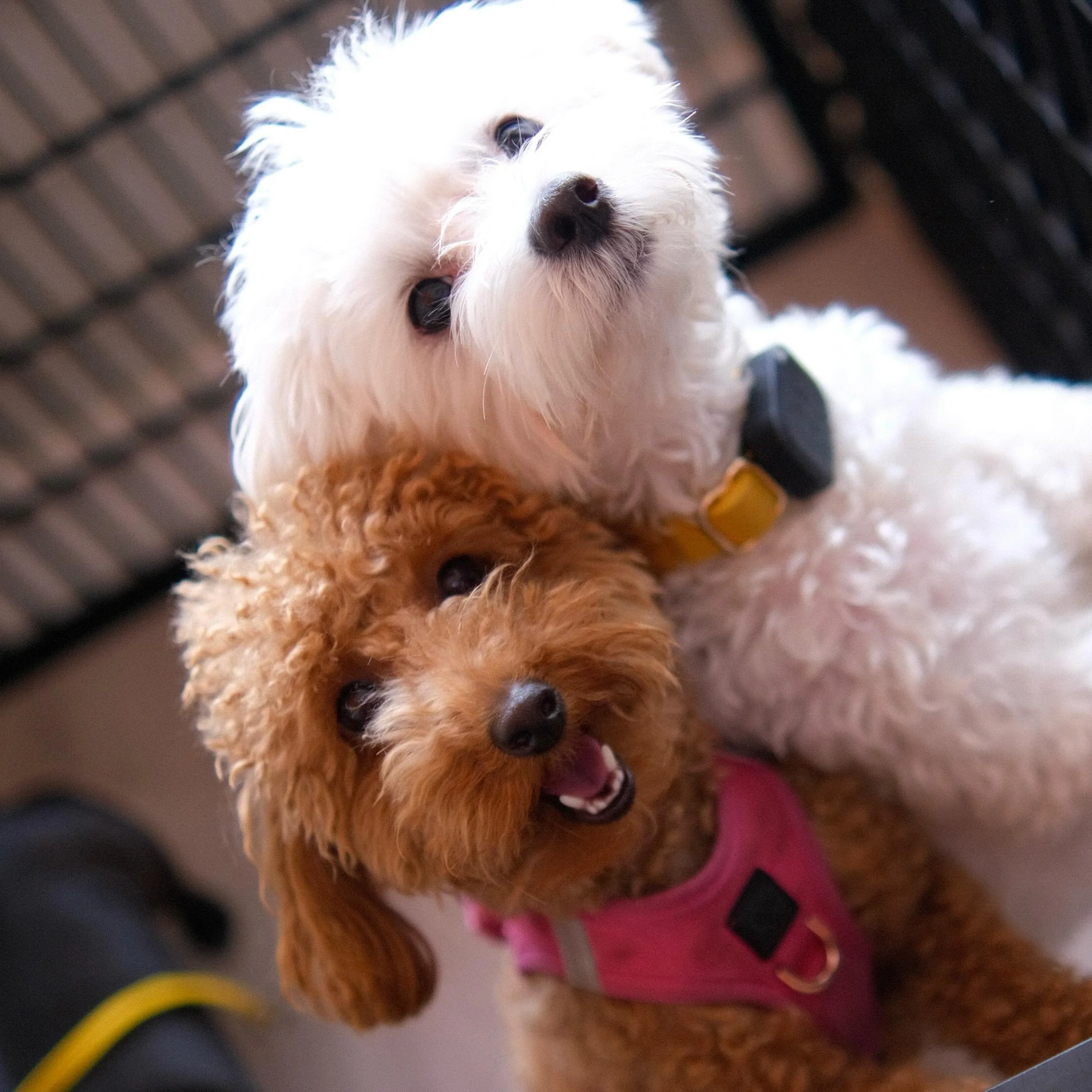 Saturday fun 🐶❣️📸