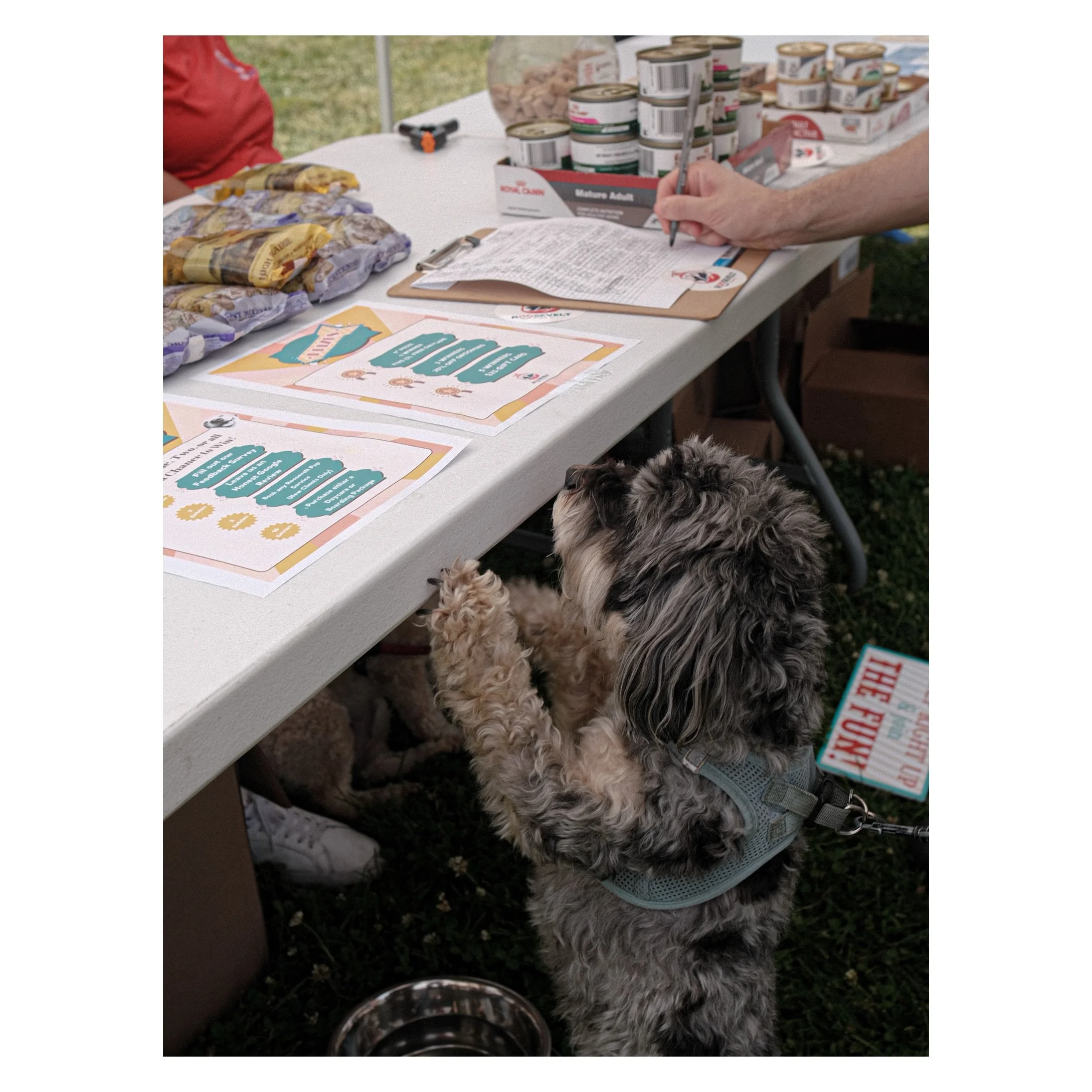 Fun! Fun! Fun! 🤩 The island pups had a blast at Roosevelt Island Day! Thank you to everyone who hung out with us and stopped by for snacks, kisses, and snaps 📸☀️ thank you to @rooseveltislandny for having us. We loved being part of such a wonderful