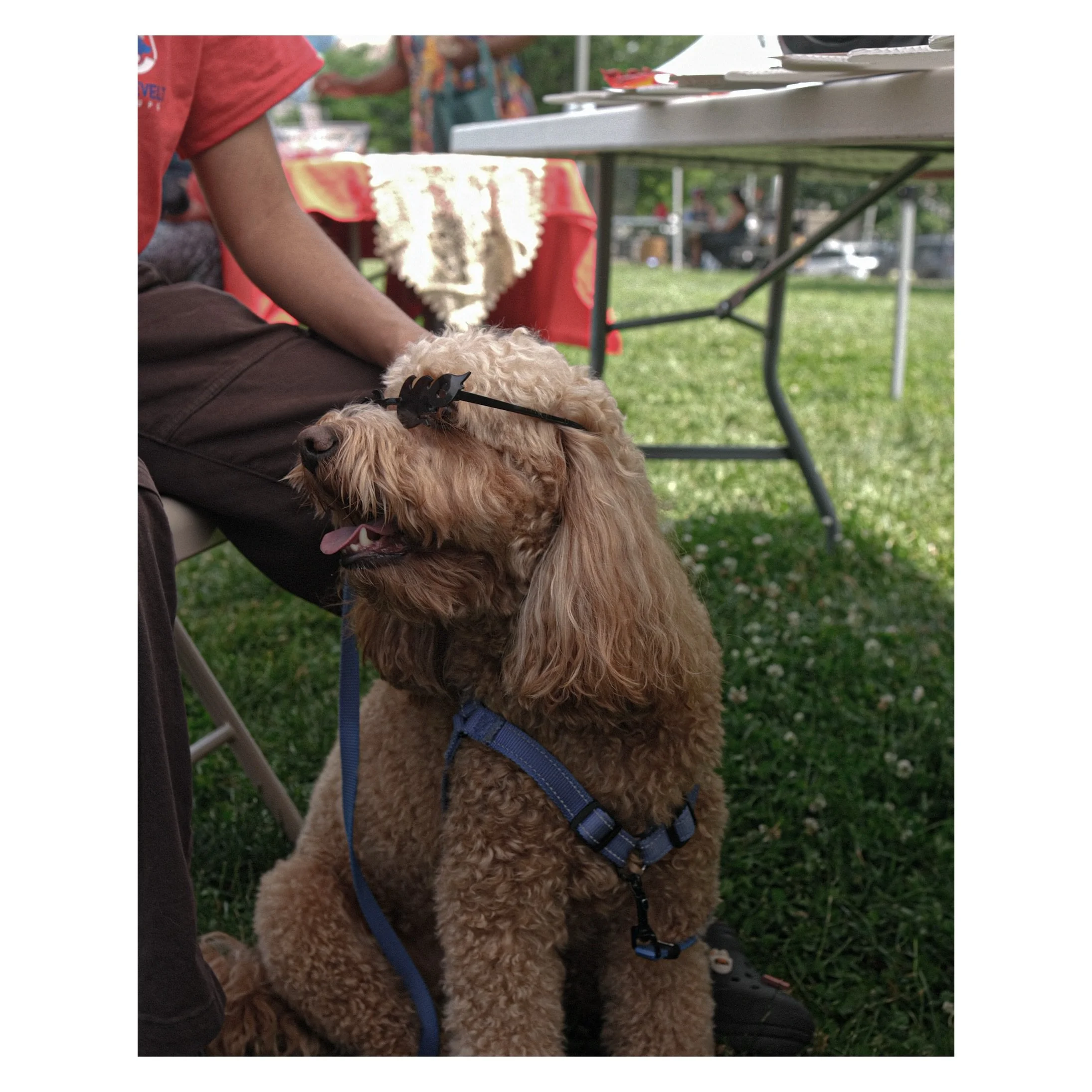 Fun! Fun! Fun! 🤩 The island pups had a blast at Roosevelt Island Day! Thank you to everyone who hung out with us and stopped by for snacks, kisses, and snaps 📸☀️ thank you to @rooseveltislandny for having us. We loved being part of such a wonderful