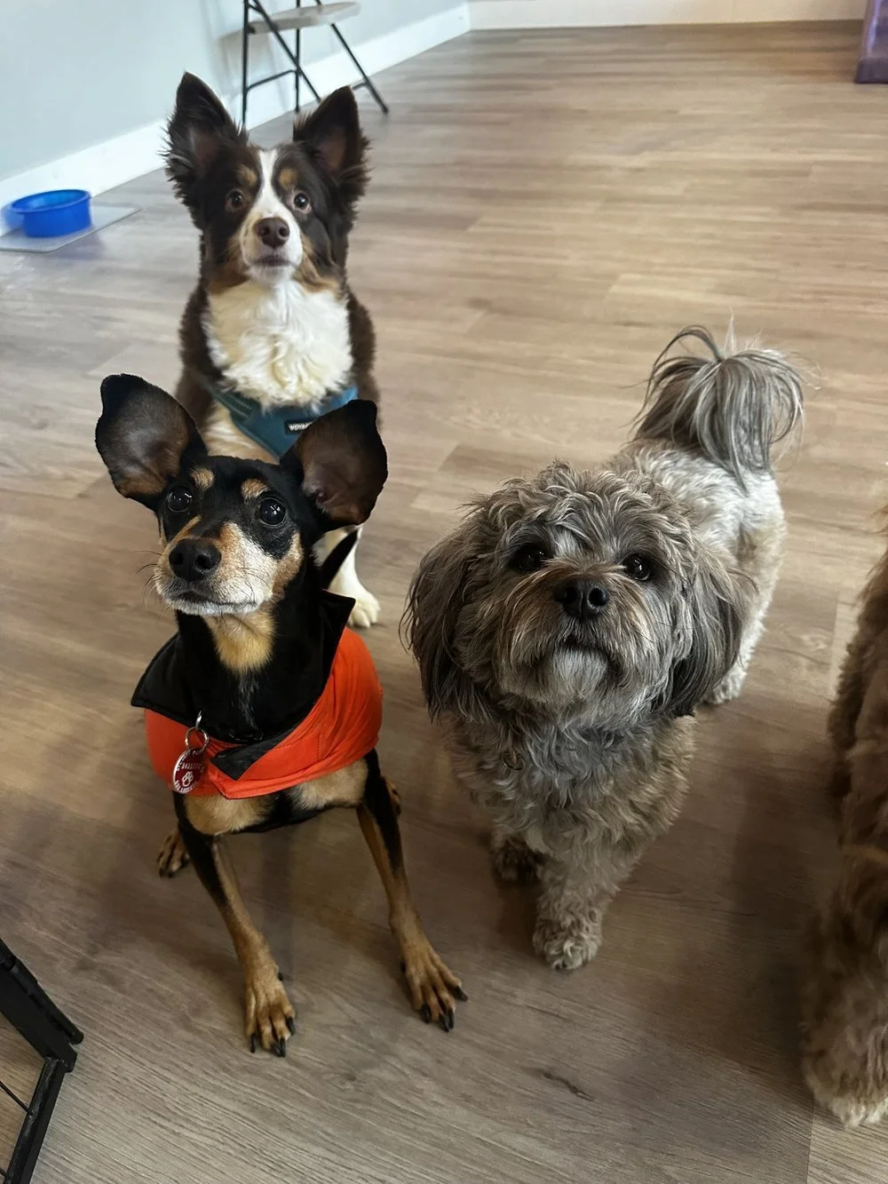 Three dogs sitting on a wooden floor looking at the camera. The dog in the background is a brown and white Australian Shepherd with large ears and a blue harness. The middle dog is a small, curly-haired, grayish-brown dog with a cute face. The dog in the foreground is a small black and tan dog with large ears, wearing an orange vest.