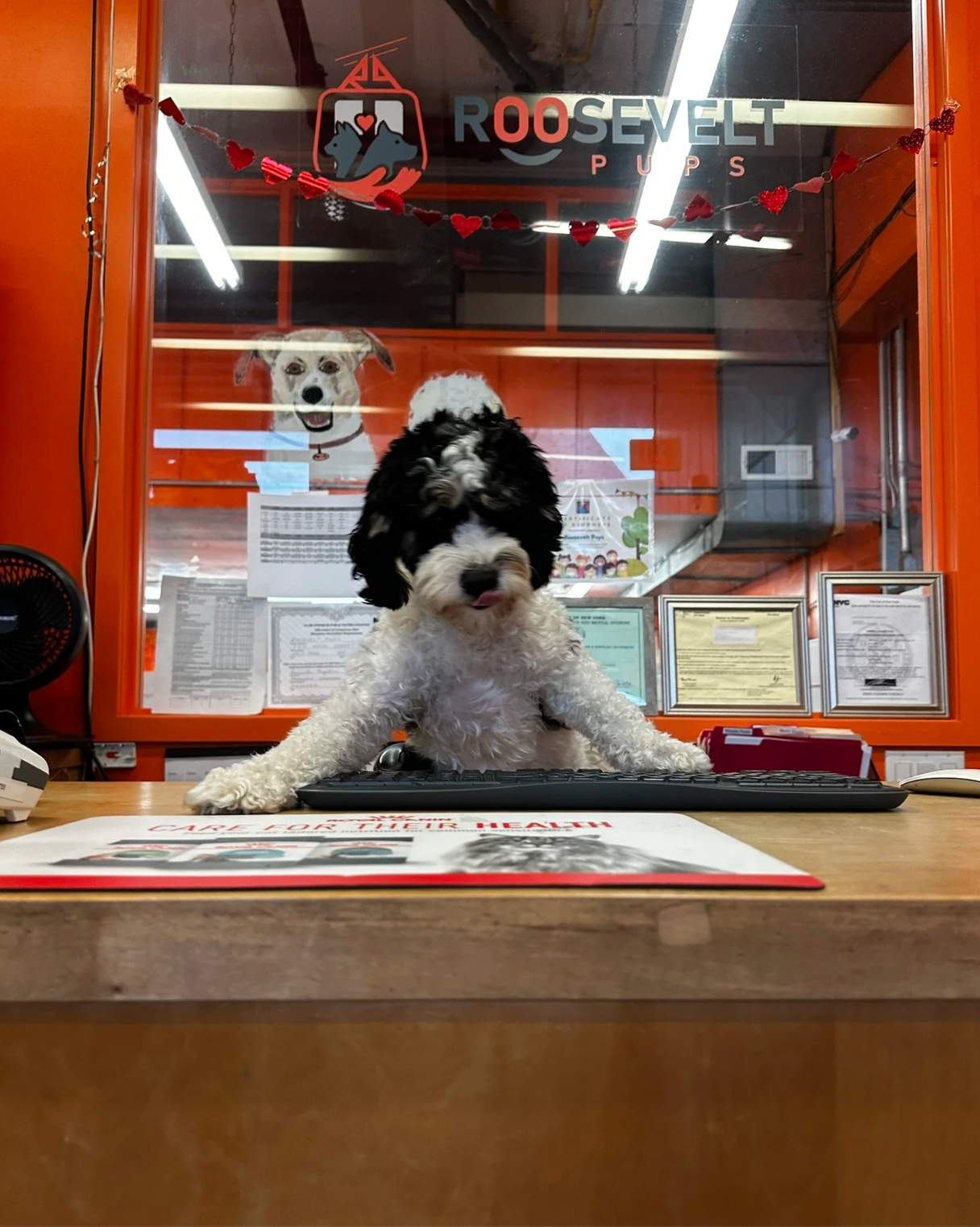A black and white puppy with curly fur sits at a desk with a computer keyboard and mouse, in an office with orange walls and various papers and notices. Behind the puppy, through a glass window, there are dog-themed decorations, including a poster with a dog's face and a string of red heart-shaped decorations, with the sign 'Roosevelt Pups' on the window.