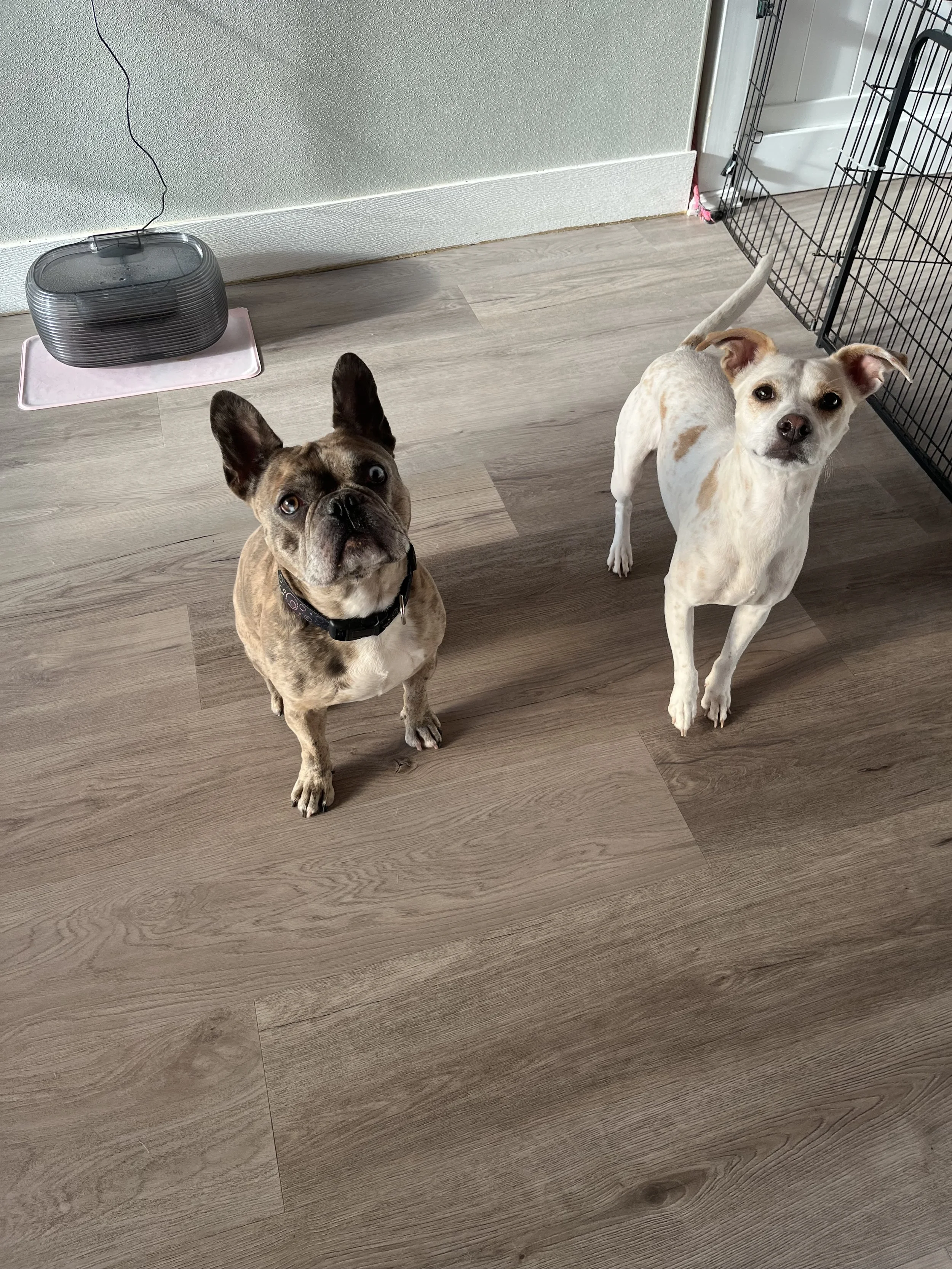 Two dogs sitting on a wooden floor in a room, one with a brindle coat and the other with a white coat with light brown spots, looking up at the camera.