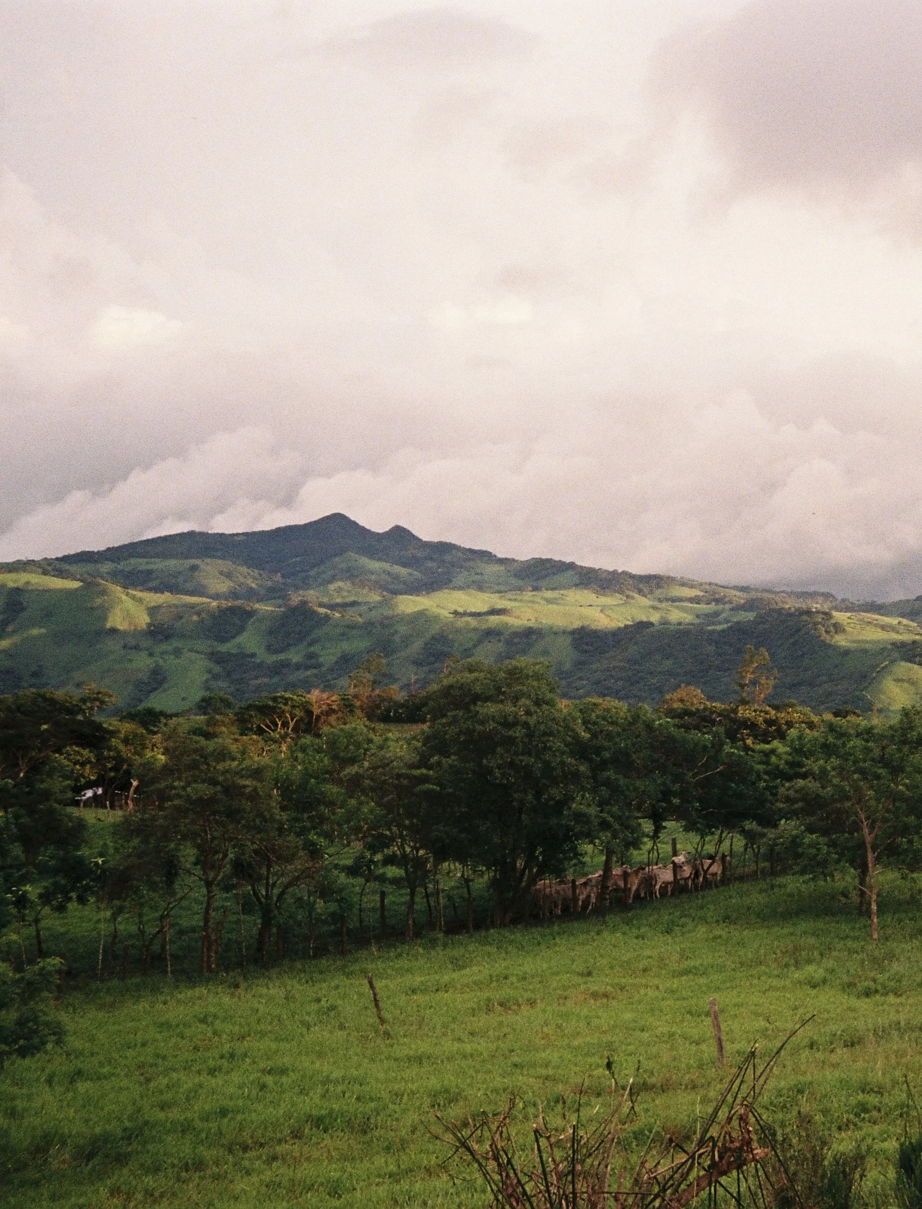 Feed the Cows - 35mm film