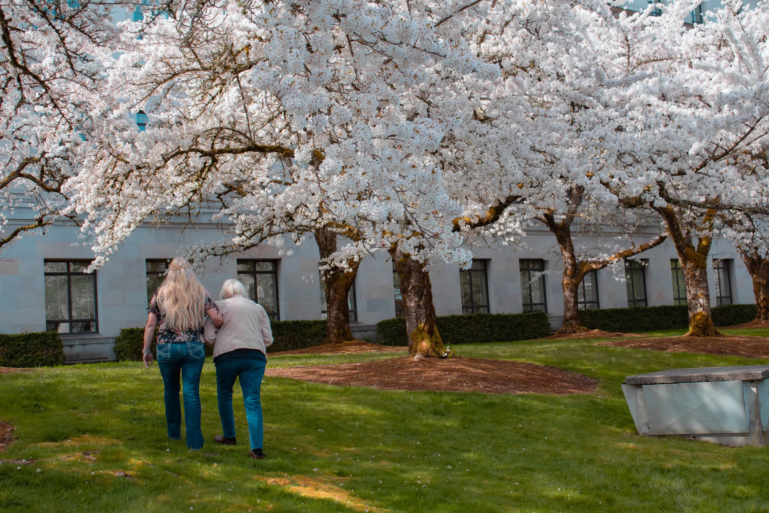 Two women walking together under blooming cherry blossom trees in front of a building with large windows.
