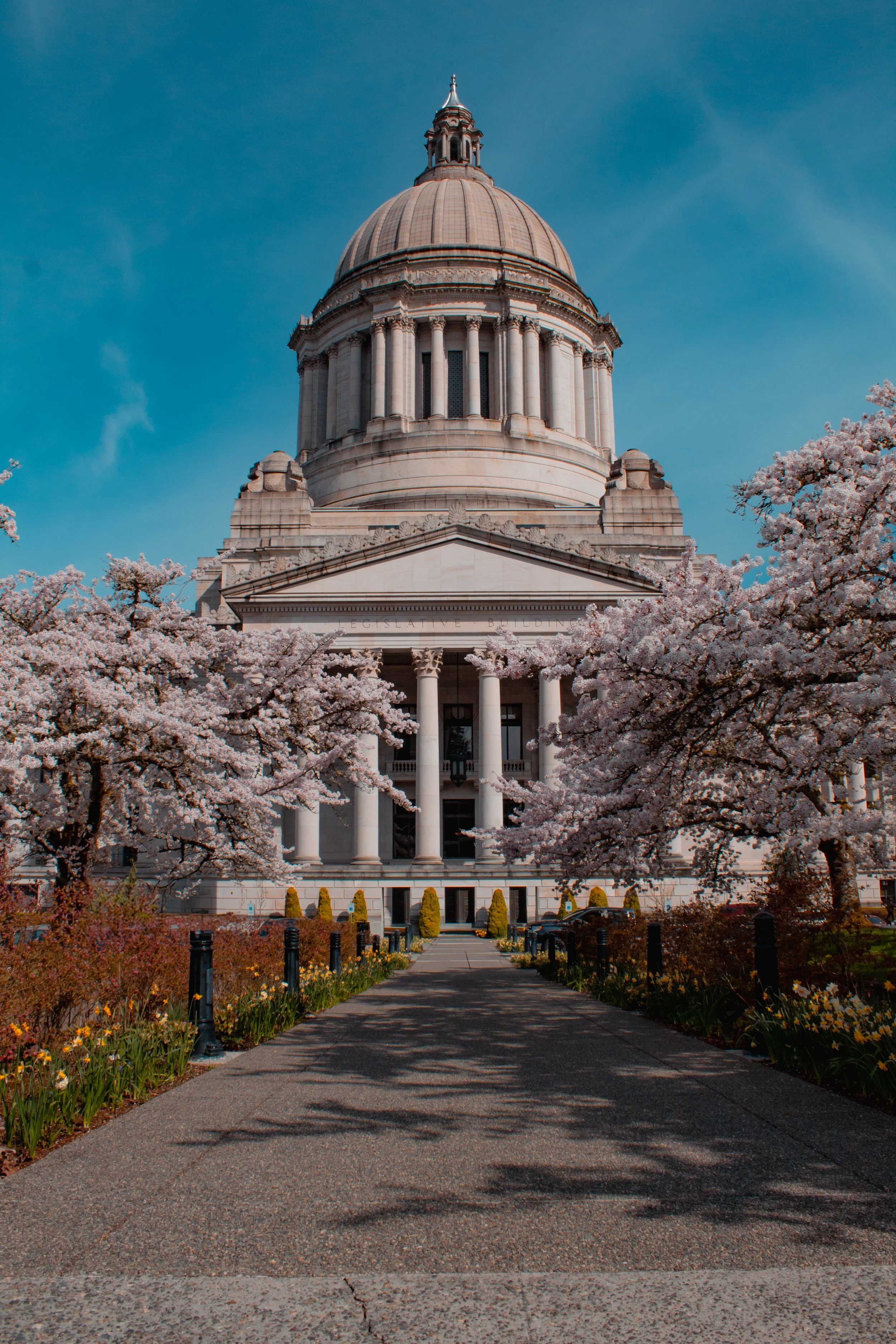 The image shows a large government building with a prominent dome, surrounded by blooming cherry blossom trees and a walkway leading up to the entrance. The sky is clear and blue.