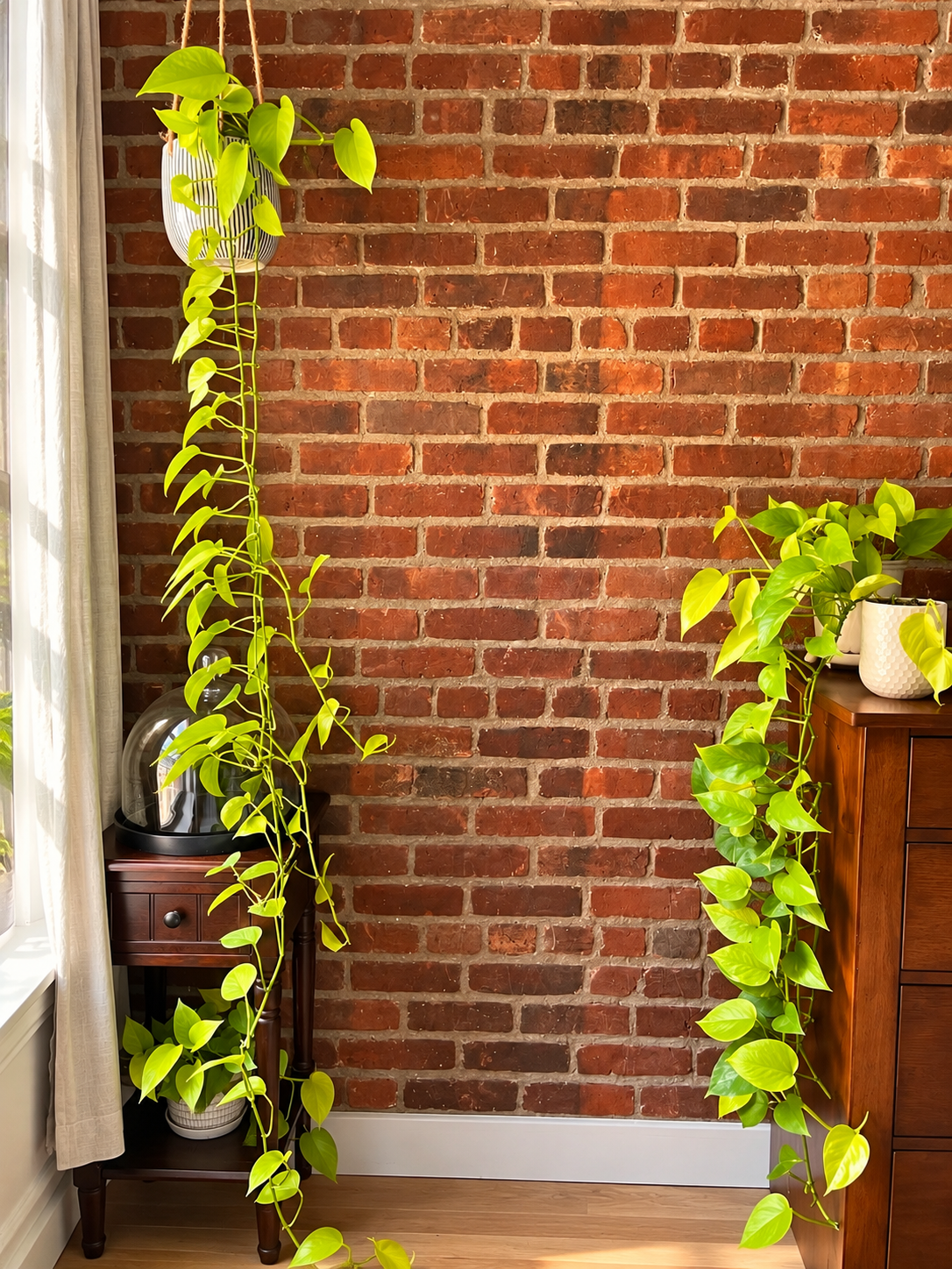 Indoor plant care in a Lower Manhattan apartment