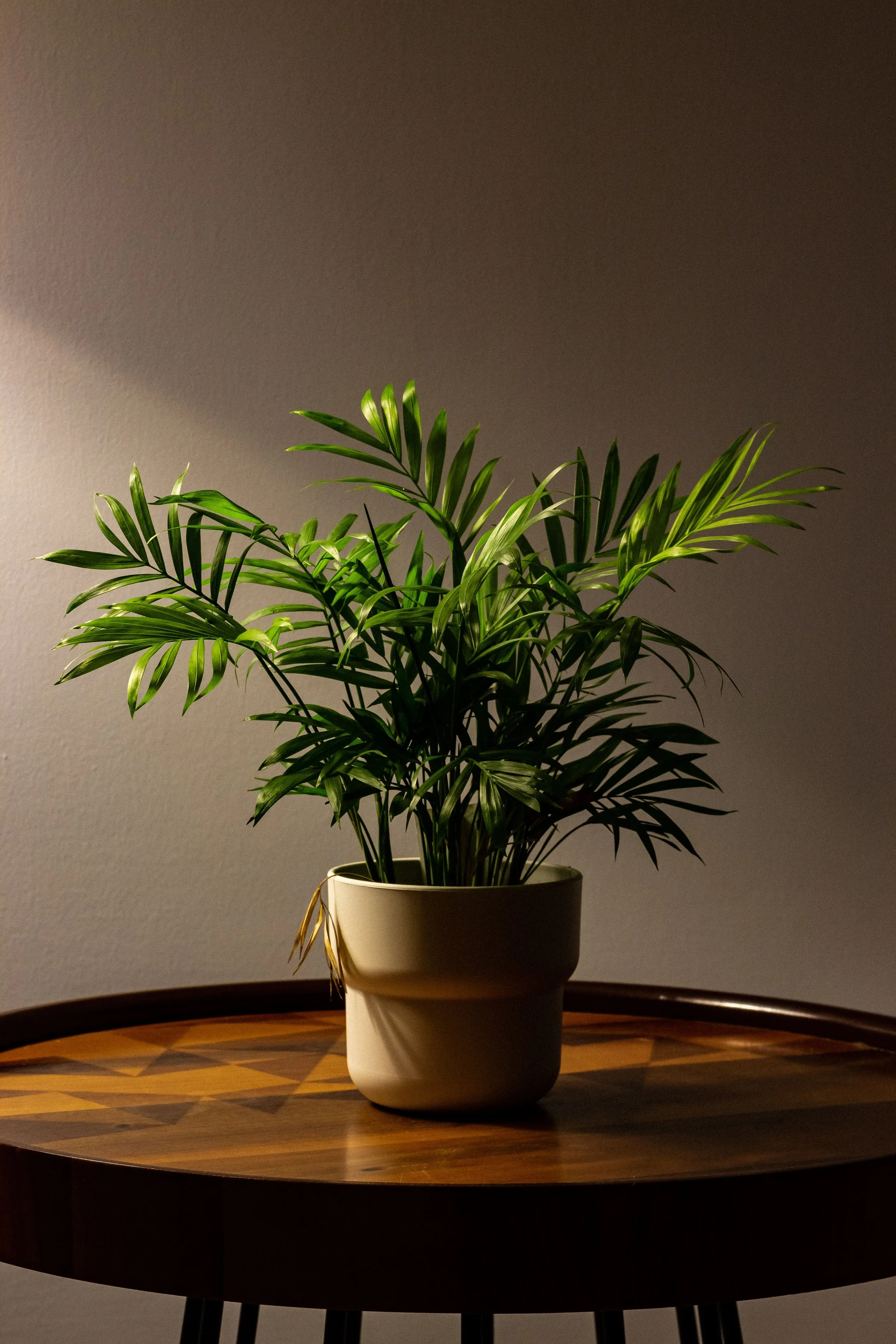 Healthy houseplant in a sunlit home