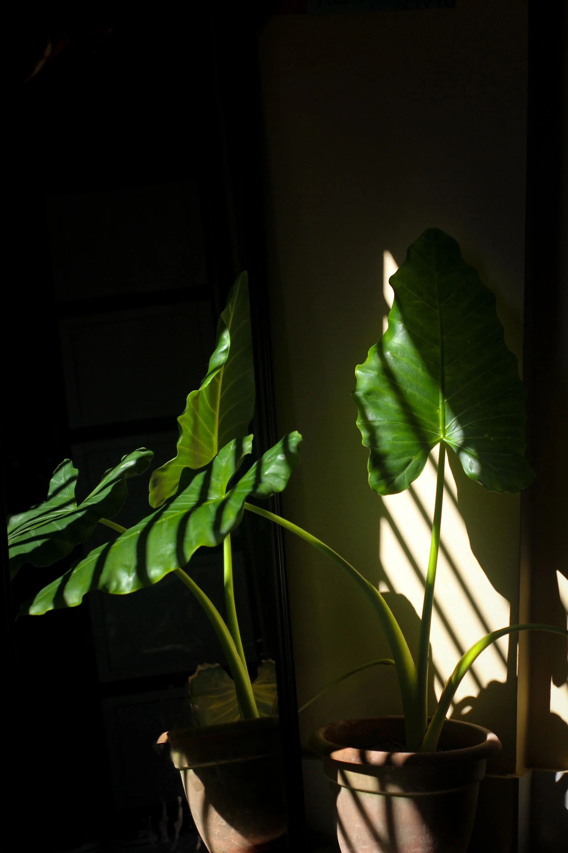 Large-leaf houseplant in a sunlit apartment