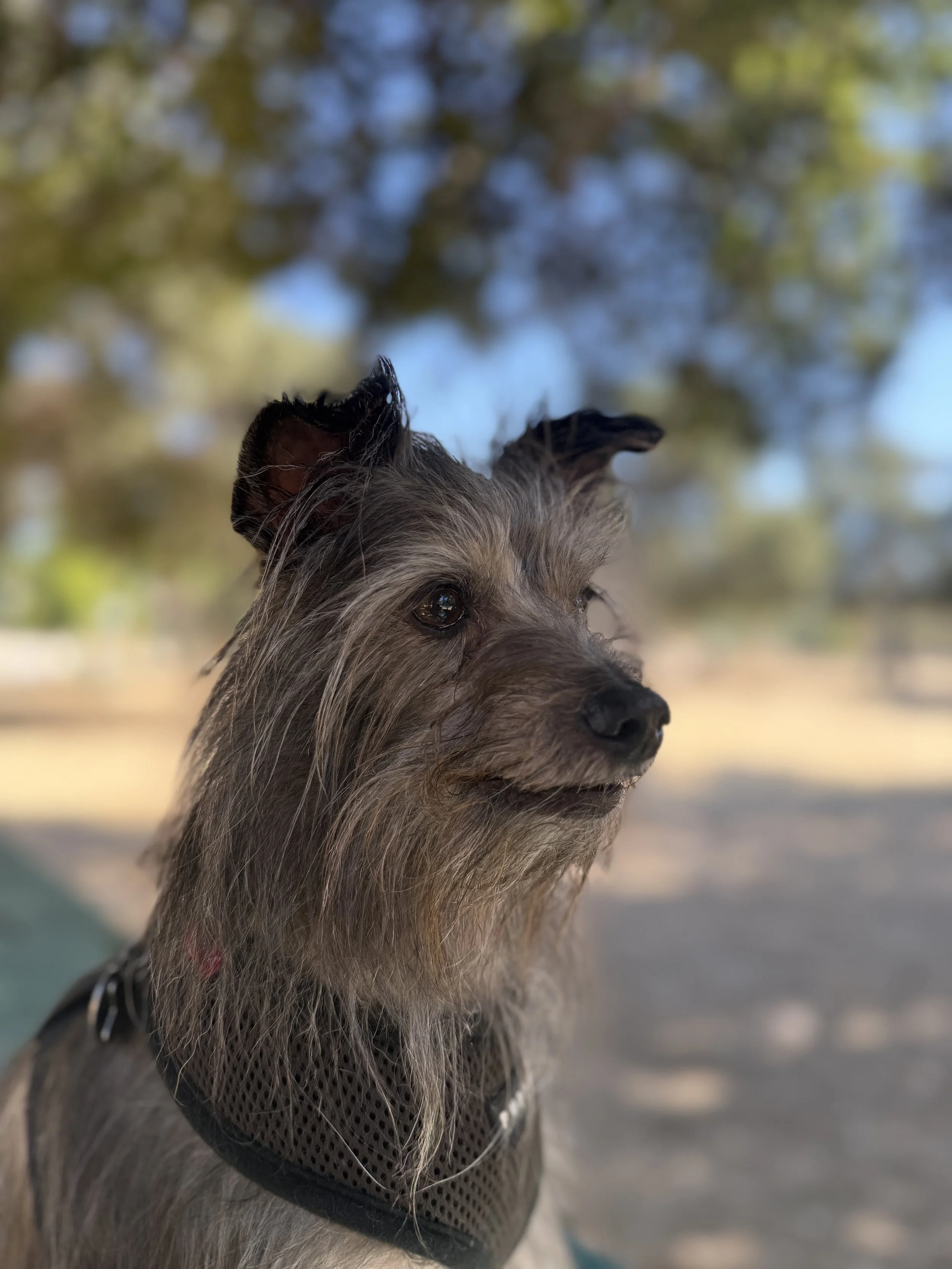 Close-up portrait of a scruffy gray terrier mix in a mesh harness on a sunny Los Angeles trail — Pack Love Adventures dog walking client