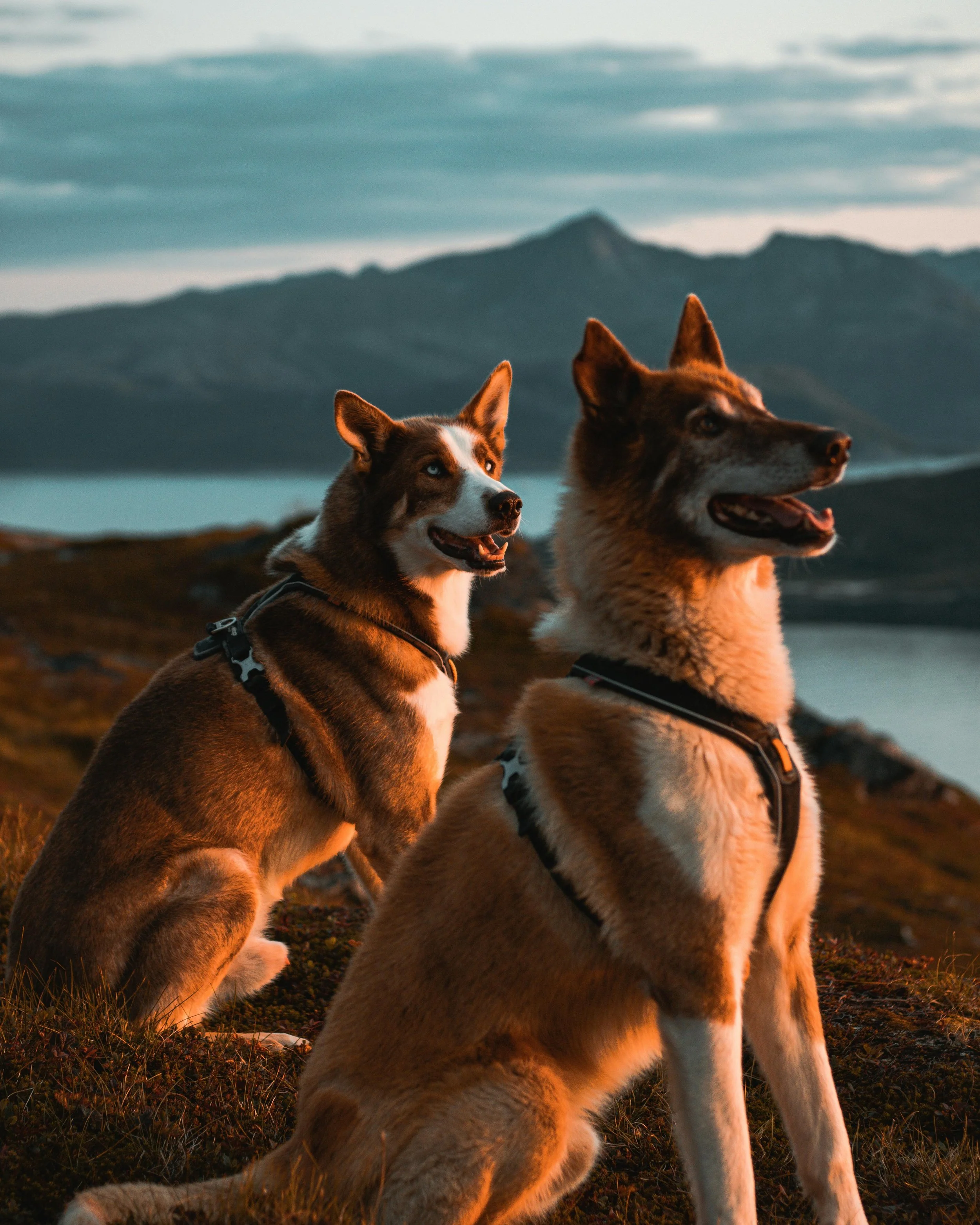 Two husky-type dogs at golden hour with mountain vista — dog hiking adventures in the Los Angeles area