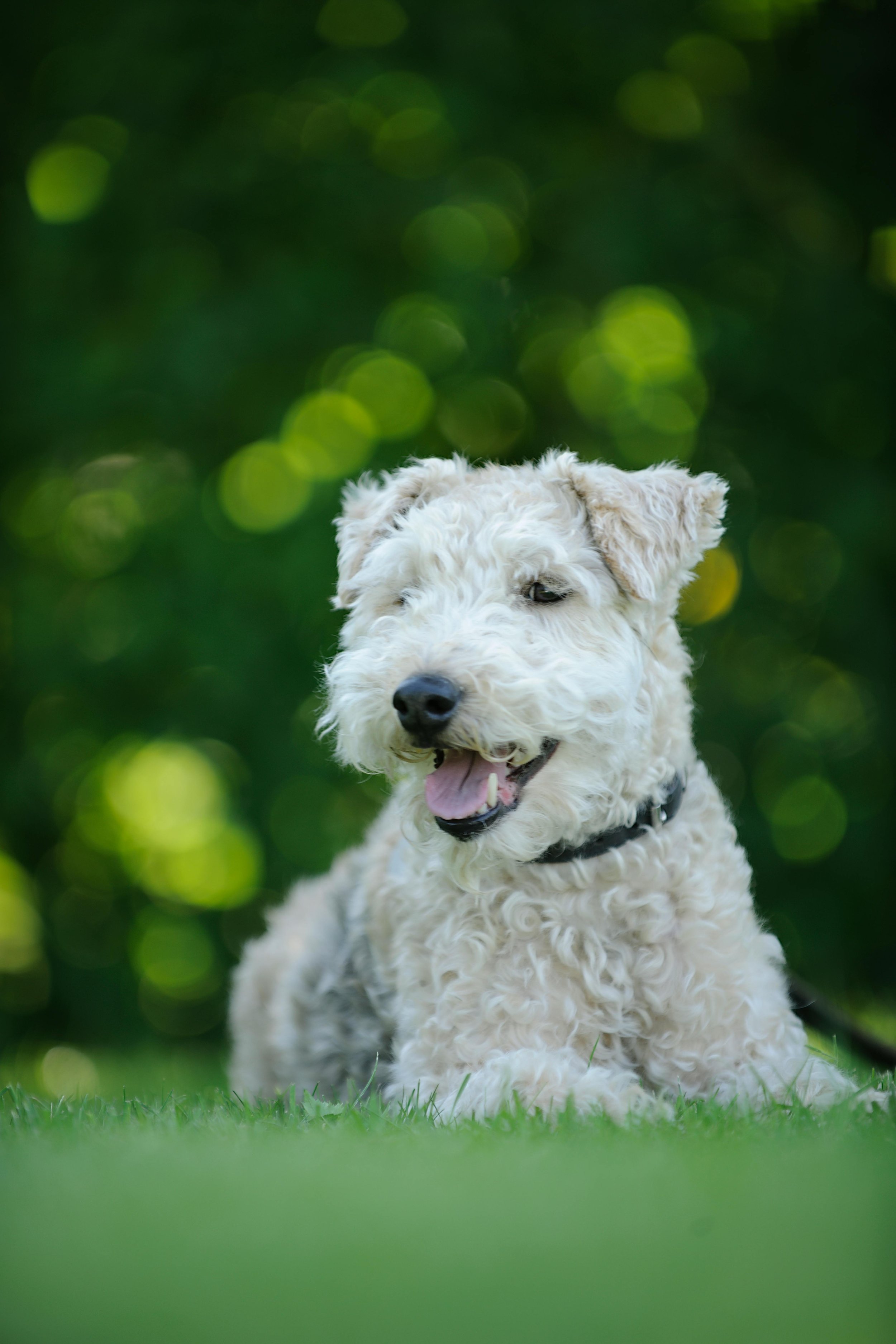 White curly-coated Wheaten Terrier resting on grass — dog walking service in Highland Park and East Los Angeles
