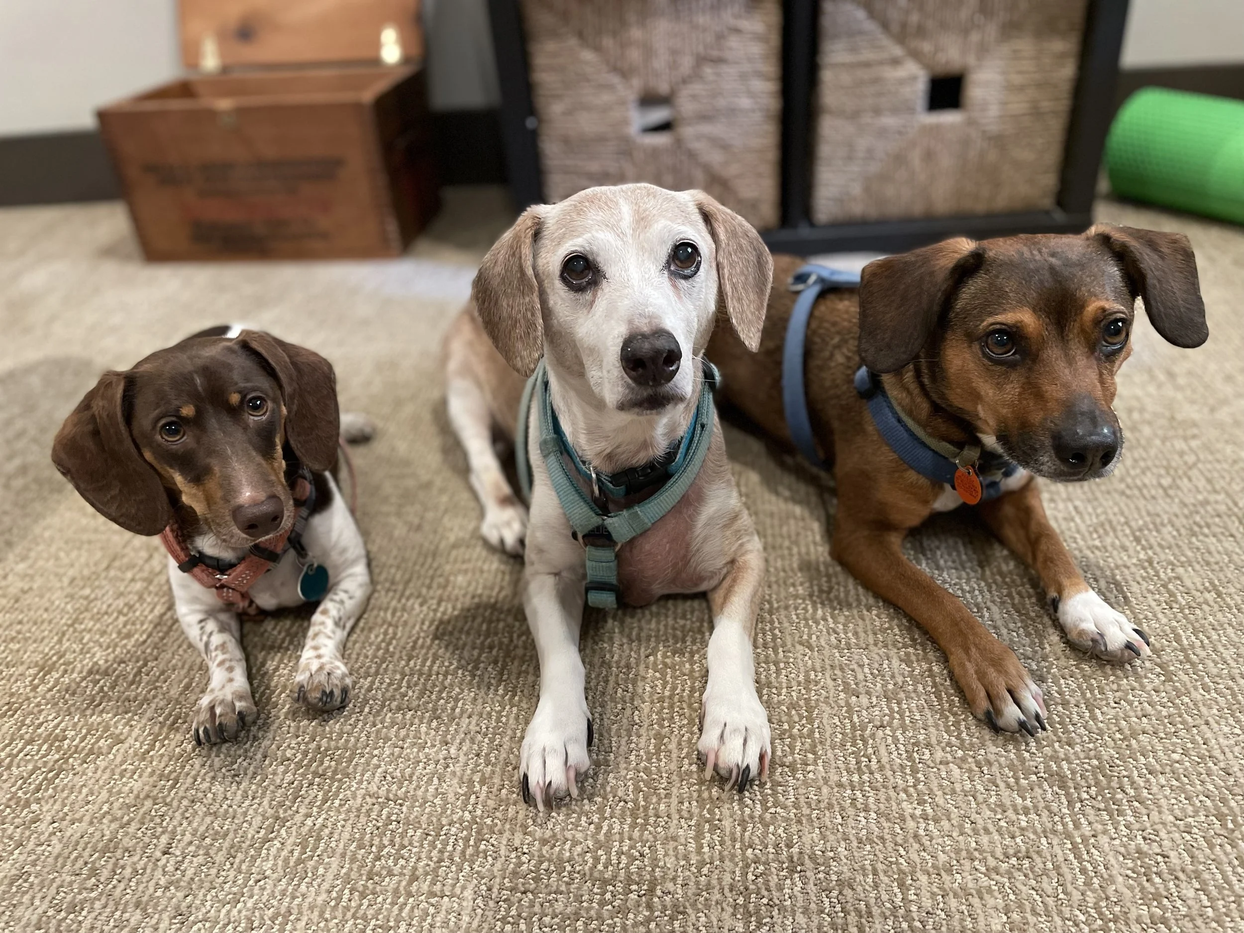 Three dachshund mix dogs lying together indoors, wearing harnesses, during a Los Angeles dog walking visit