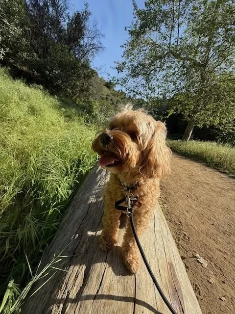 Apricot cockapoo on a leash walk along a Los Angeles hiking trail with a dog walker