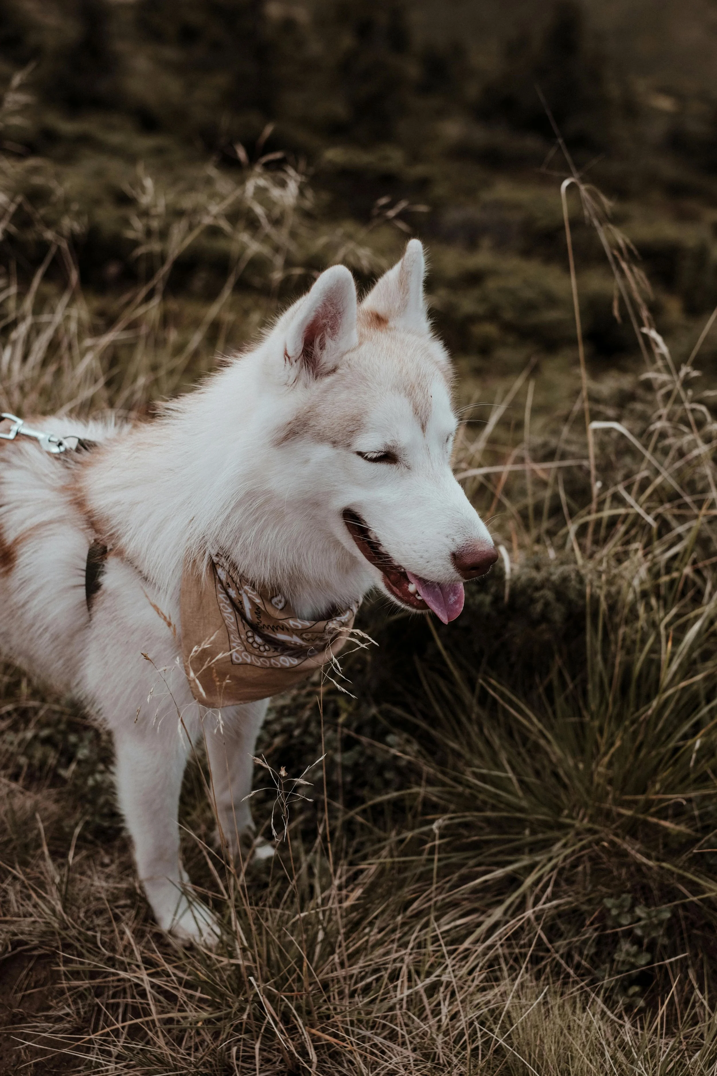 White Siberian husky wearing a bandana on a nature hike — Pack Love Adventures dog hiking Los Angeles