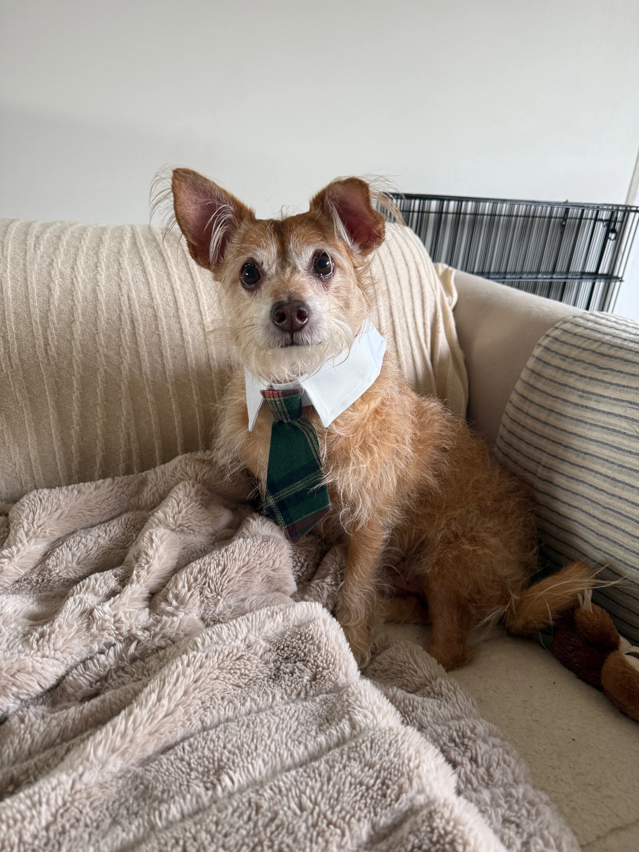 Scruffy tan terrier mix wearing a plaid necktie — dog walking client in Eagle Rock, Los Angeles