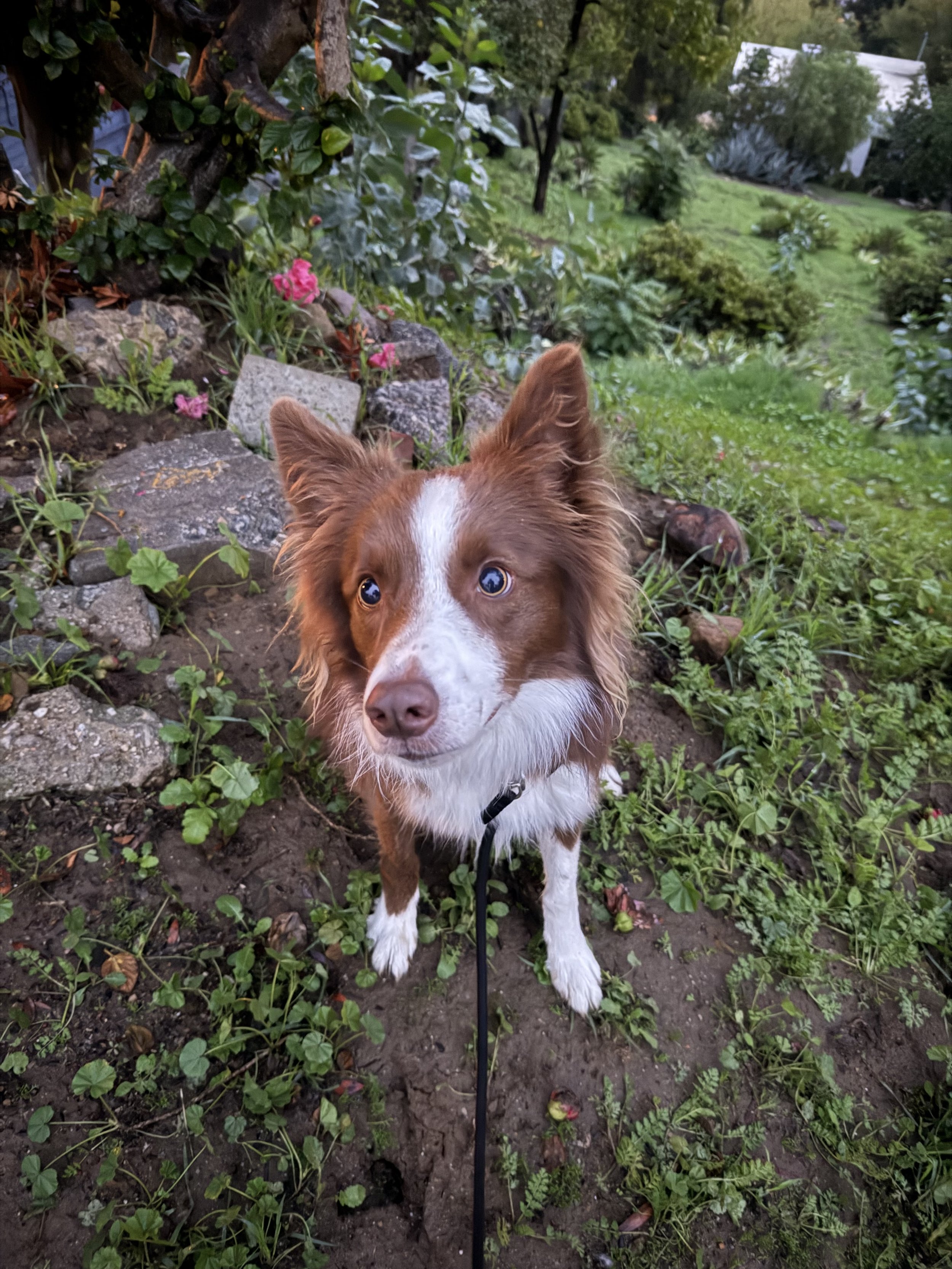 Brown and white border collie on leash looking up at the camera in a lush garden setting — Pack Love Adventures dog walking in Highland Park, Los Angeles