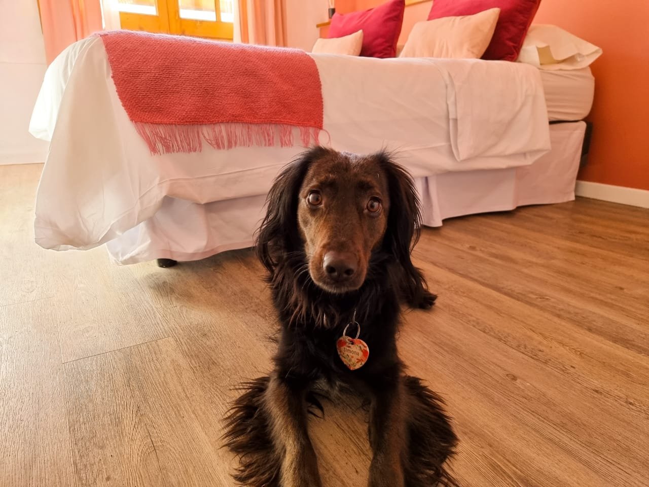 Un perro de raza salchicha con collar y etiqueta sentado en un piso de madera en una habitación con cama y almohadas.