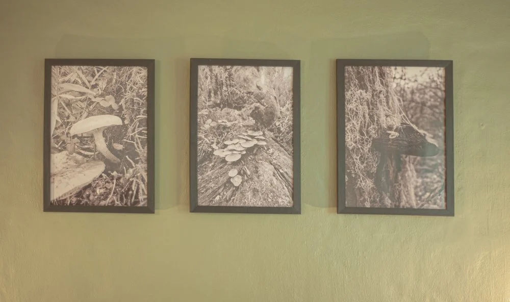 Tres cuadros enmarcados en una pared de color verde, con fotografías en tonos sepia que muestran escenas de bosque y naturaleza.