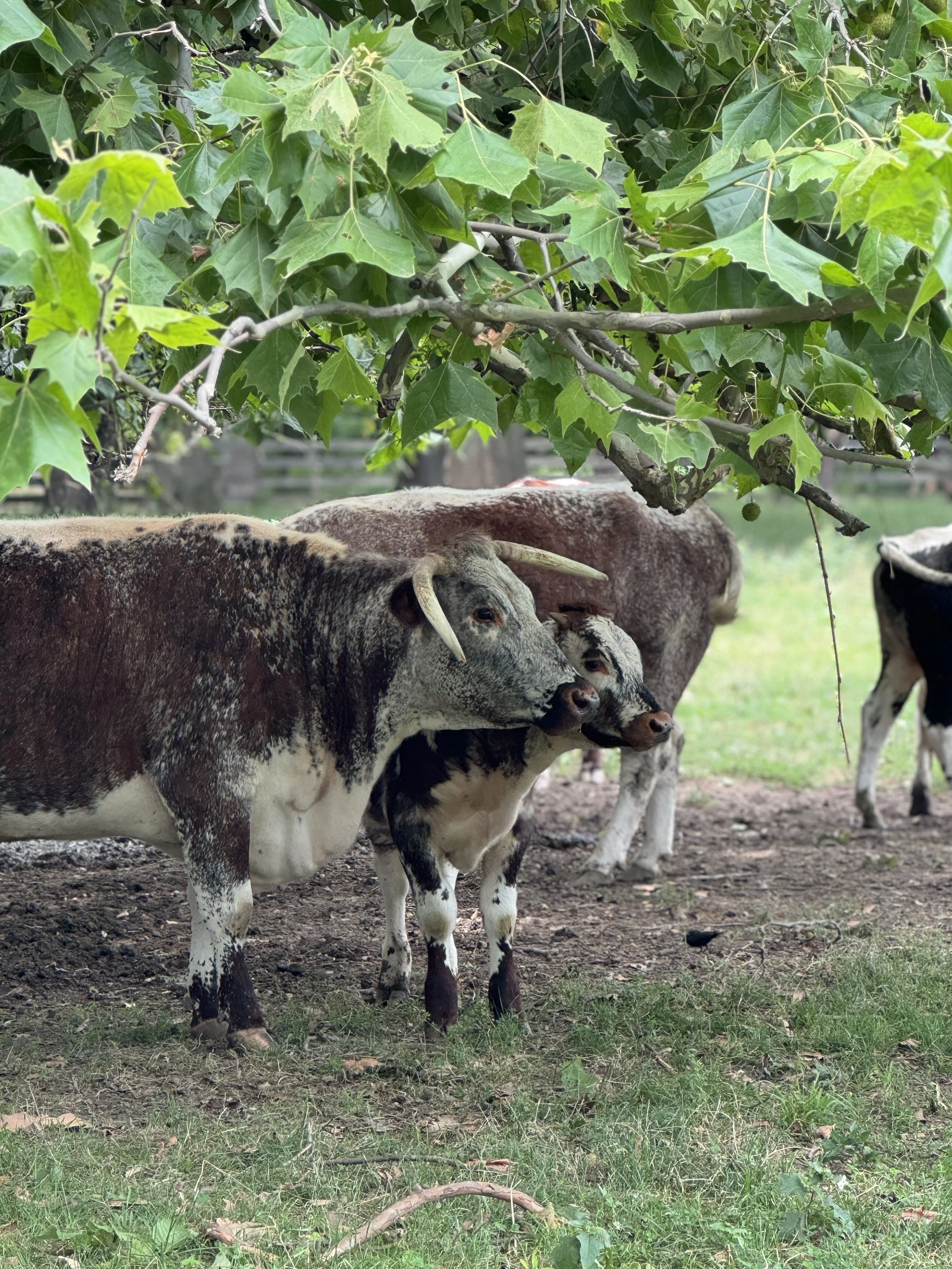 A close up of two cream and brown colored steer, one adult and one baby, in a farm setting.