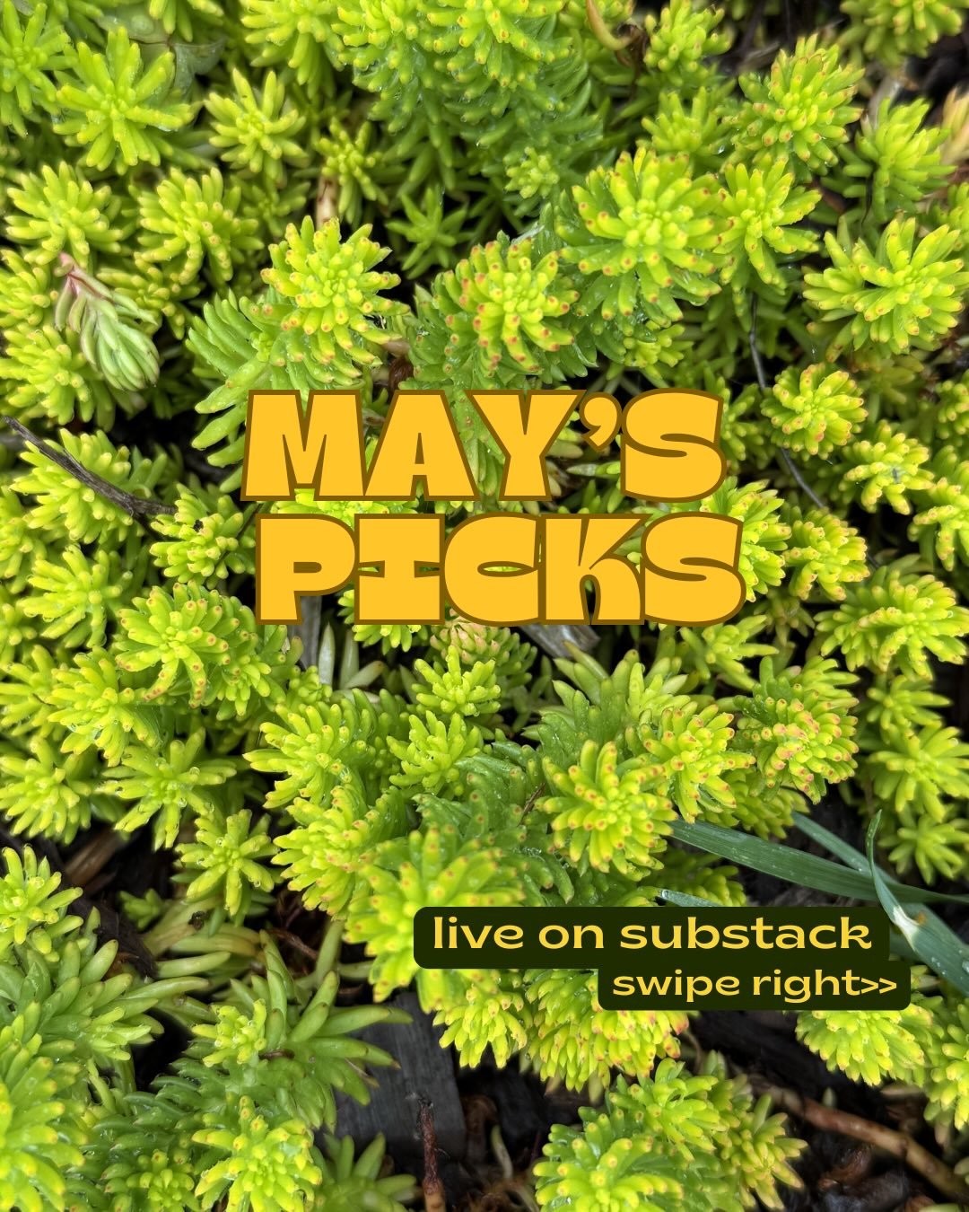 Summer is here, and life is moving fast. May&rsquo;s favorites are live on Substack&mdash;link in bio. 

#foodwriter #travelwriter #wine #spirits