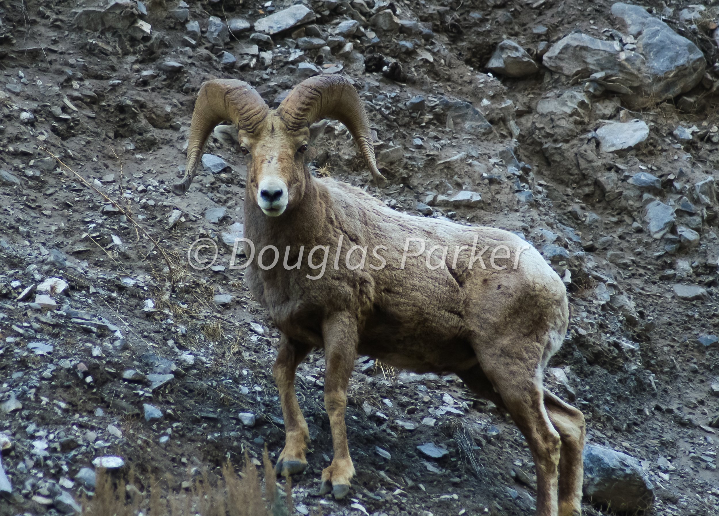 Rocky Mountain Skull Crusher