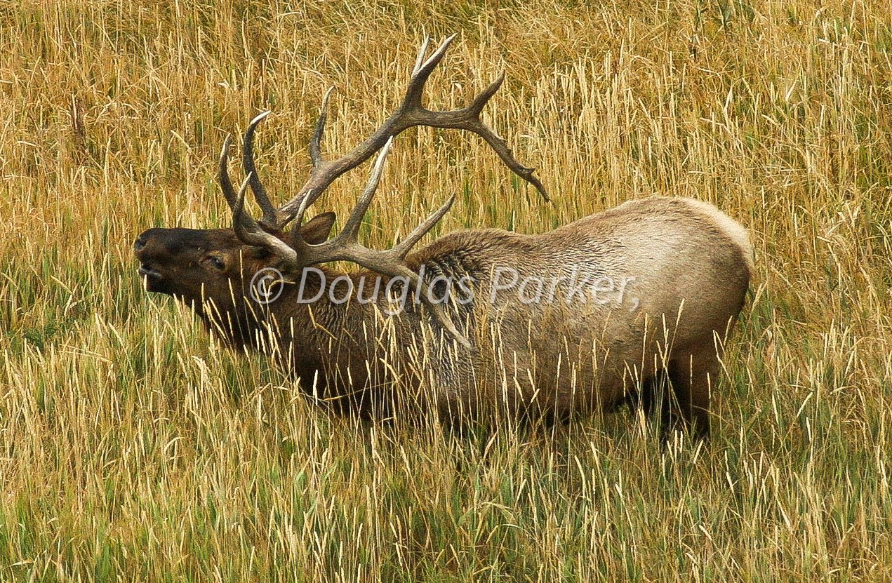 Monarch of the meadow
