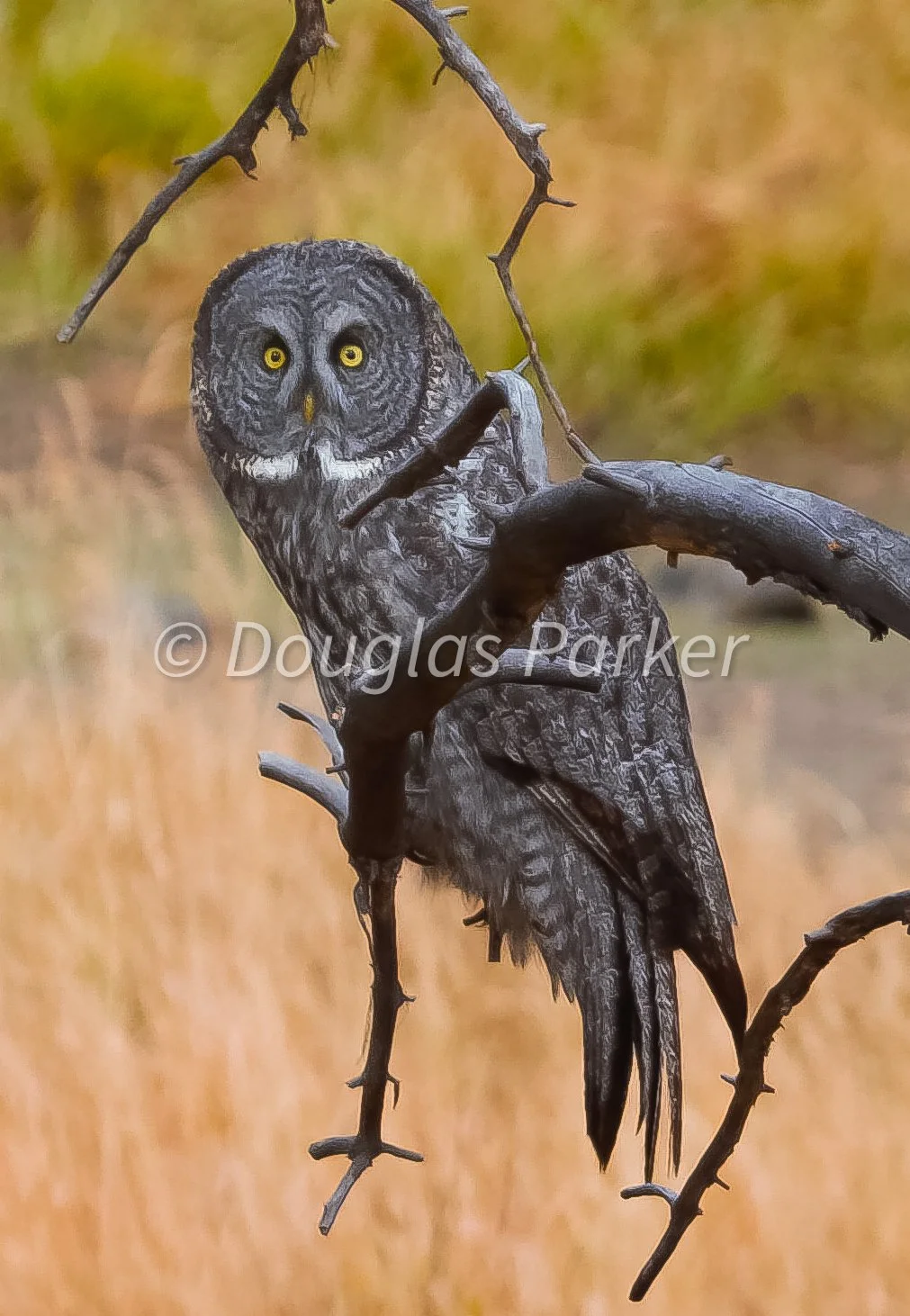 Watcher of the woods