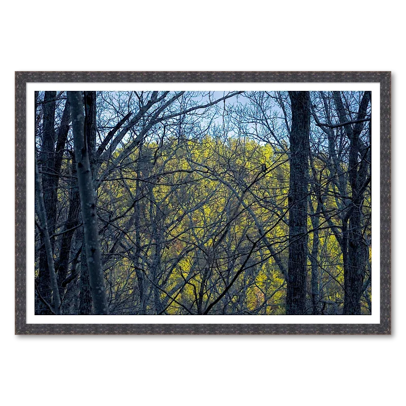Sunlit Forest Behind Bare Trees_Framed.webp