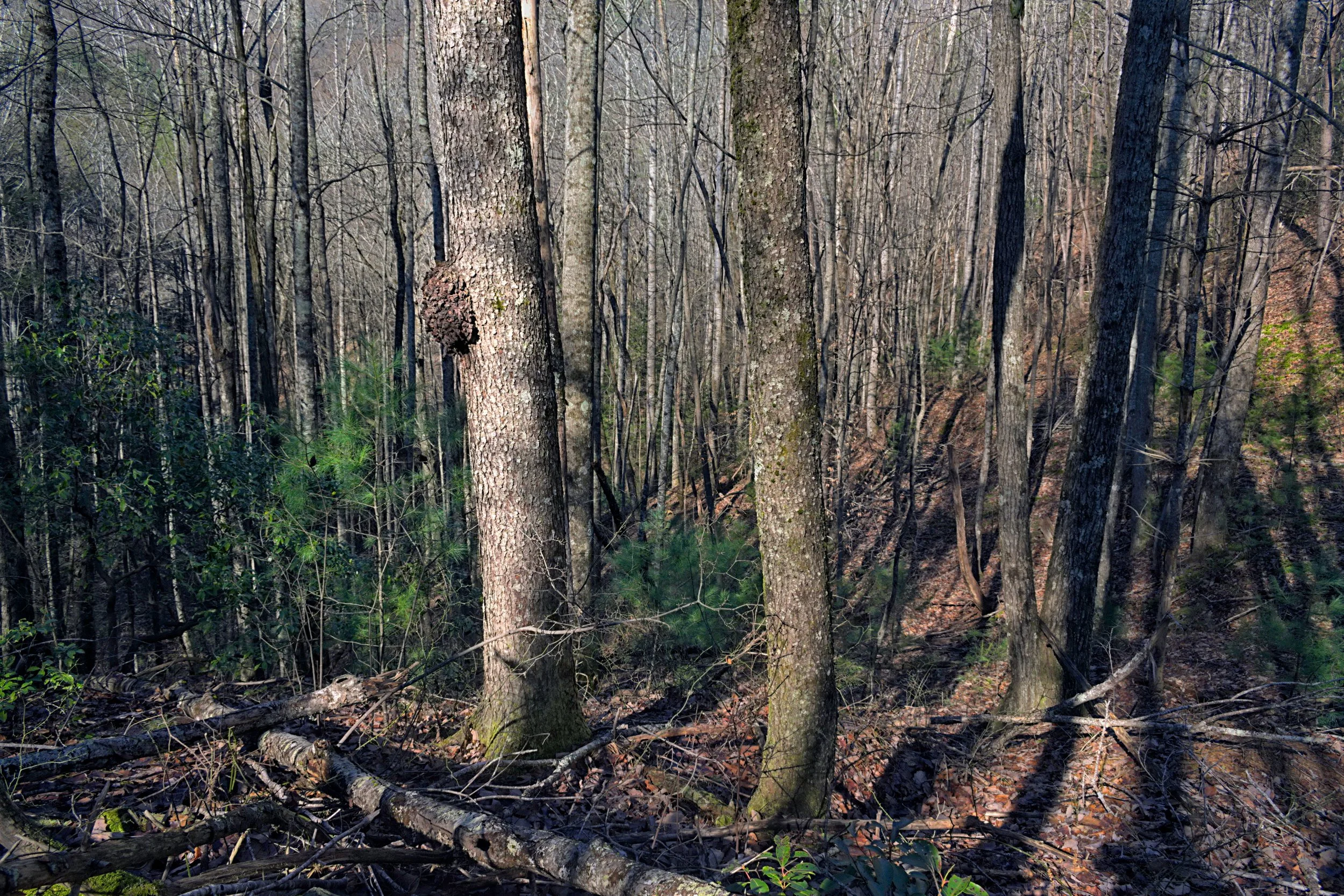 SquareSpace - D5600 - Cohutta Wilderness 2020:12:21 11:29:59_v2.jpg