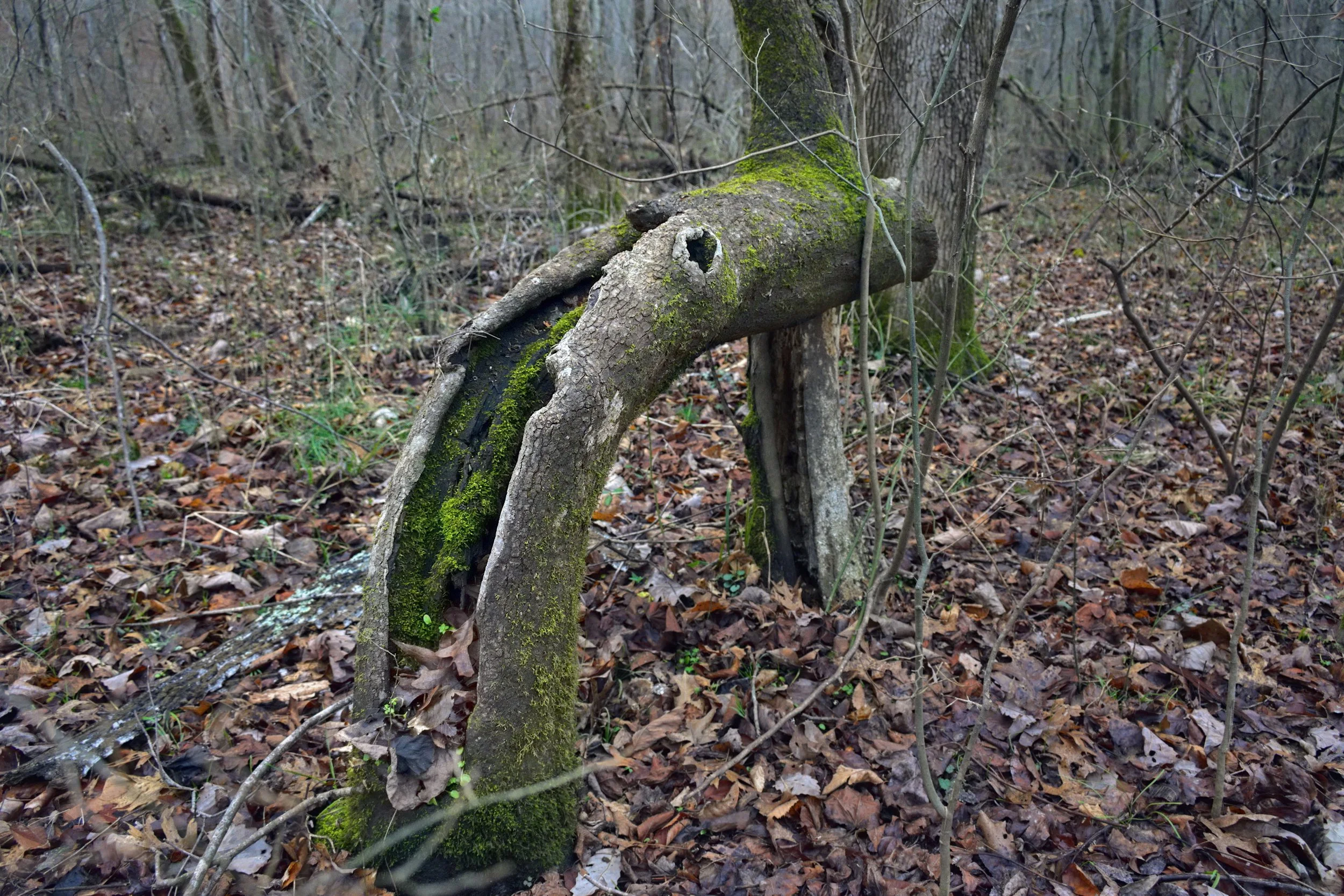 An arched, hollowed log covered in green moss amidst a winter forest. Detailed view of weathered bark and decaying wood texture surrounded by fallen brown leaves and bare Appalachian trees.