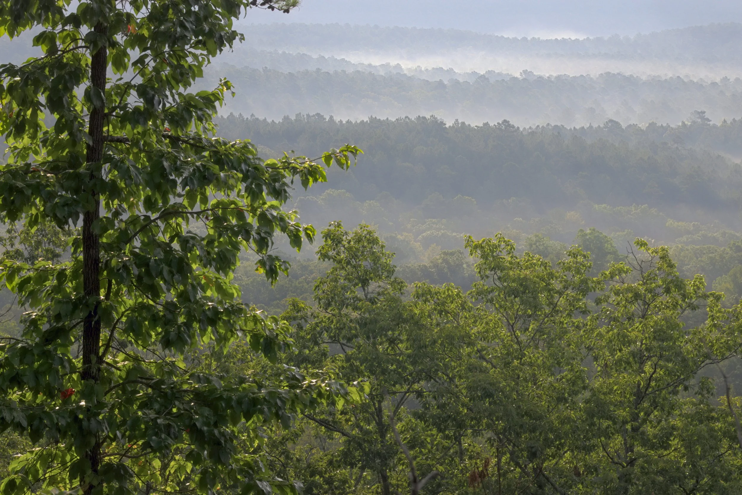 Intimate Appalachian forest: wet green leaves in sharp focus against receding misty mountain ridges. Soft natural light highlights organic textures and depth in a mountain-modern style.