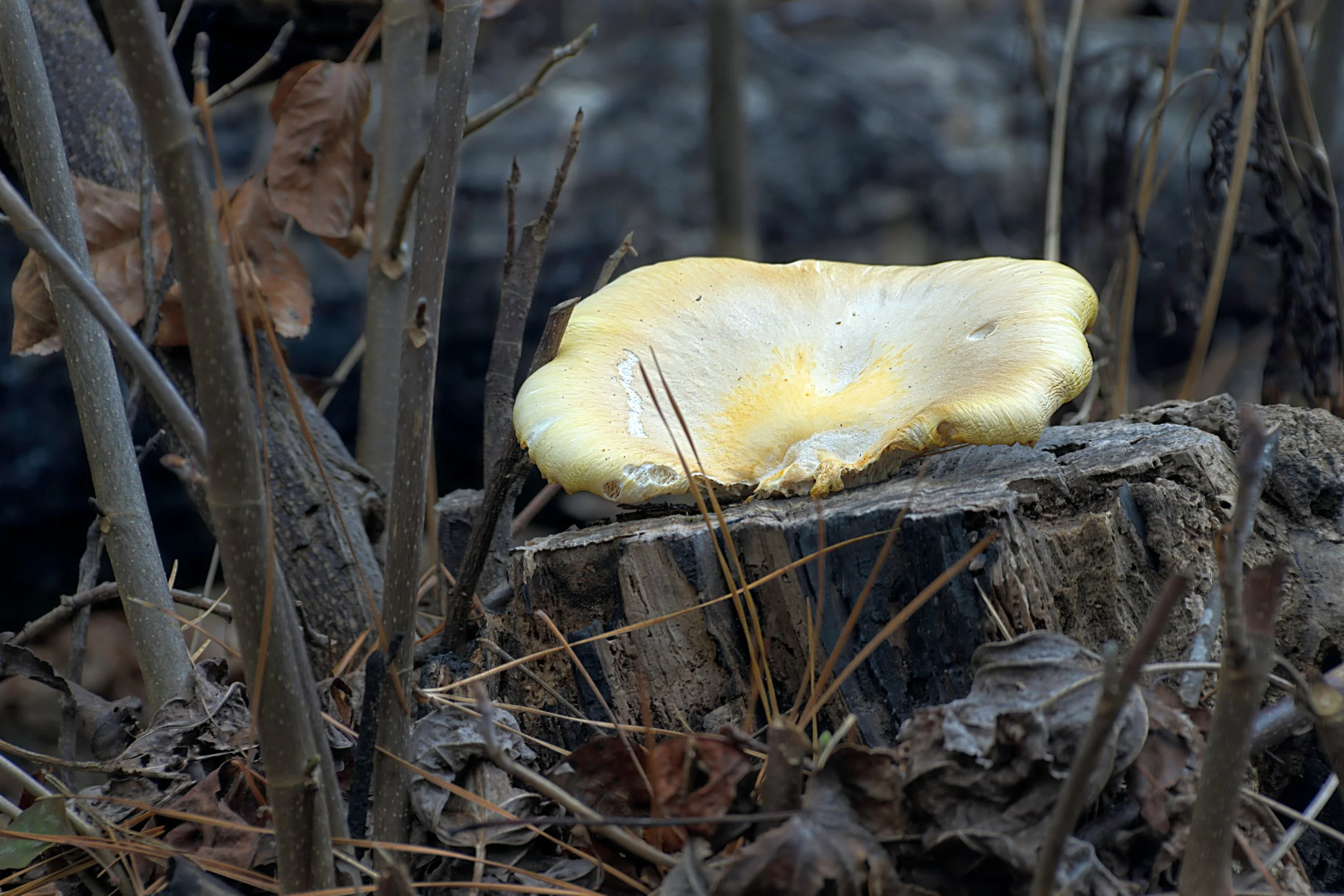 Golden Mushroom on Cut Stump - Winter Interior