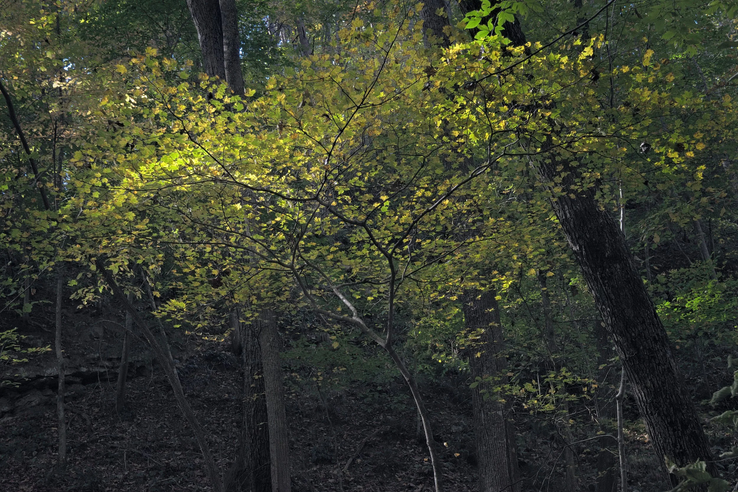 A dense forest scene with tall, dark tree trunks and lush green leaves, some sunlit and others in shadow.