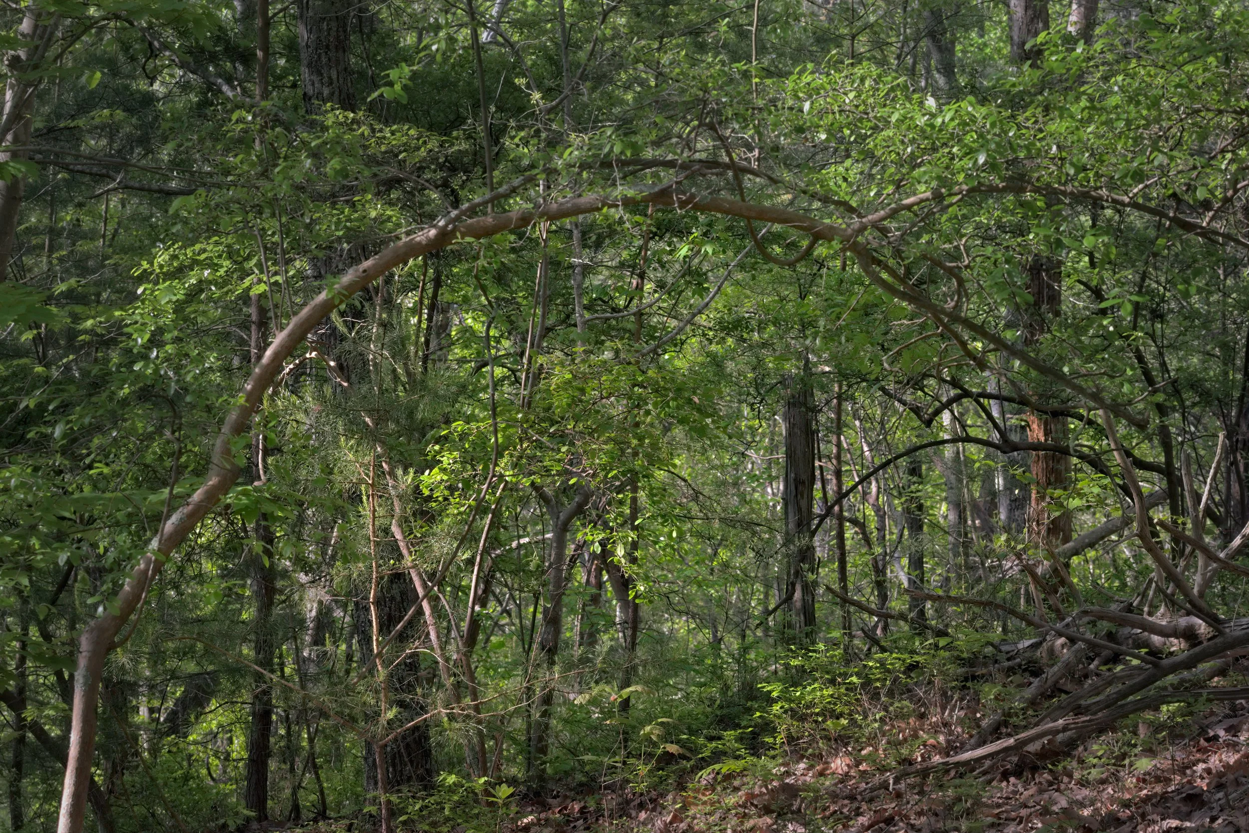 Forest Arch