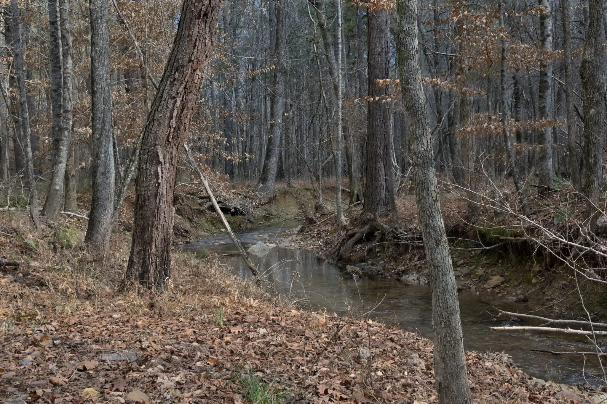 Why Some Forest Photographs Stay With Me