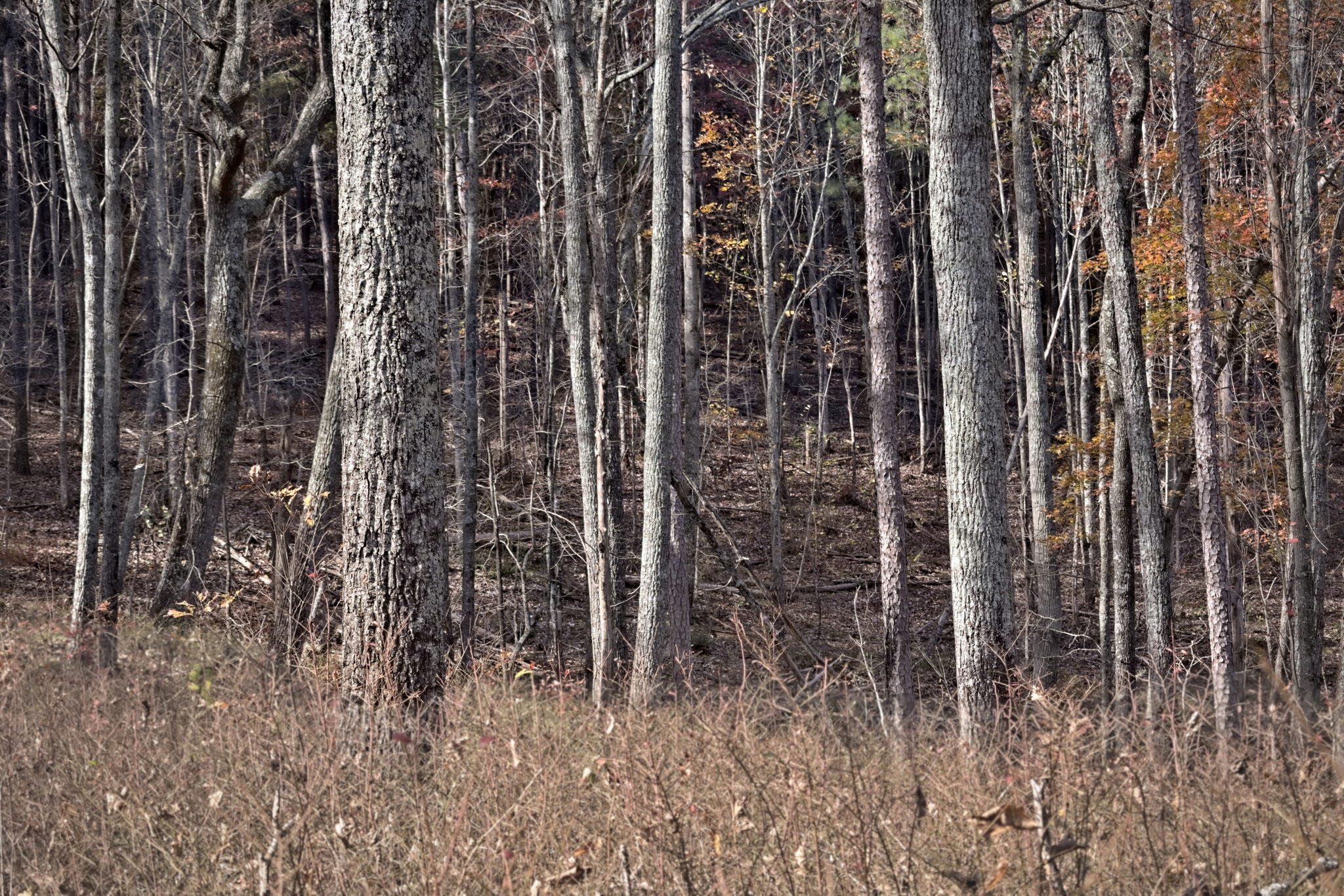 What it means for a photograph to hold at scale