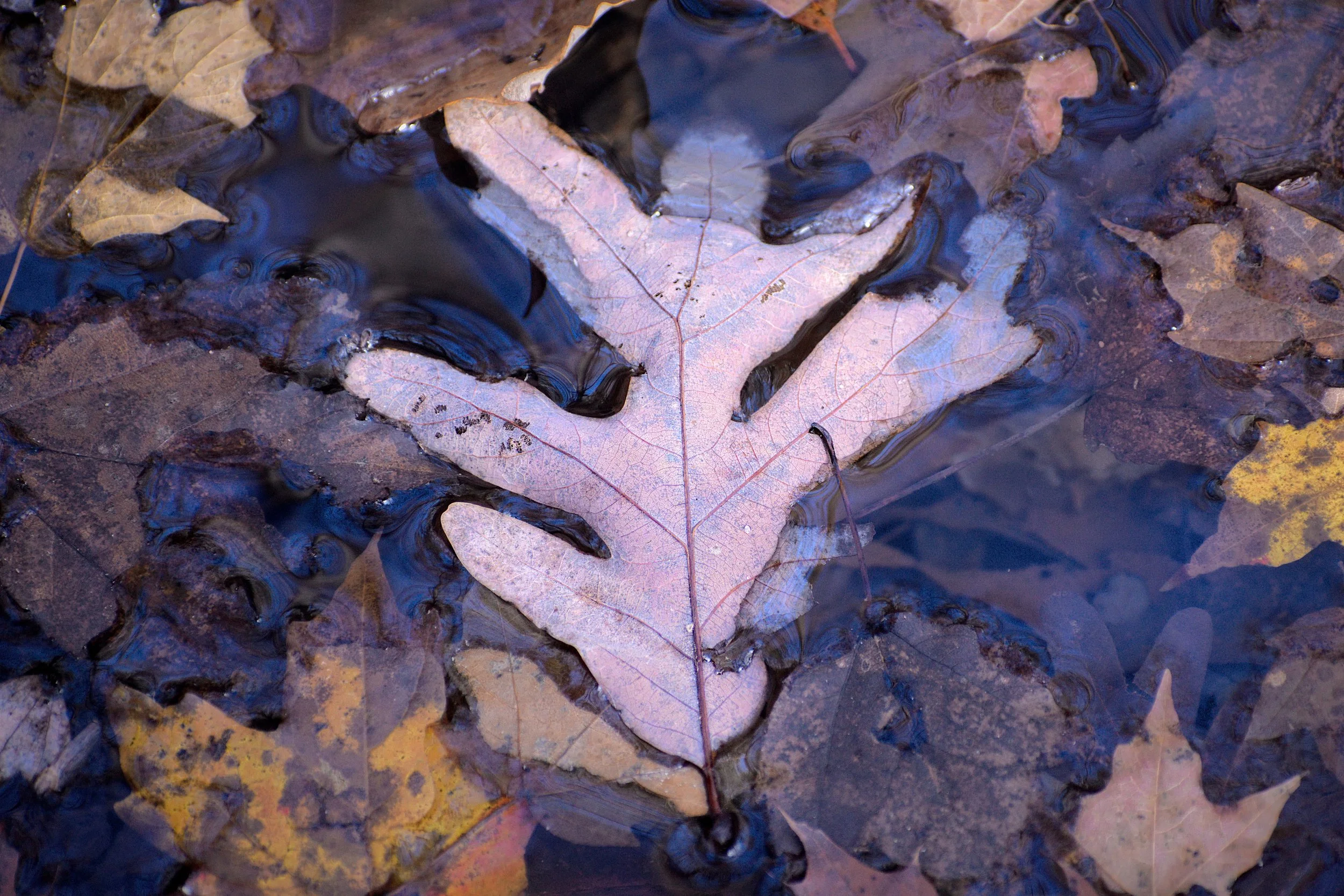 Somerset Velvet vs. Luster for Landscape Photography