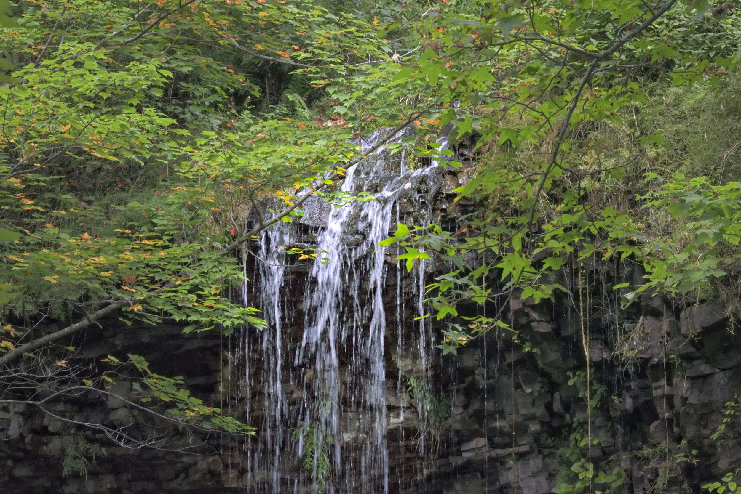 Softly diffused waterfall cascading over dark rock ledge, partially obscured by green maple leaves; layered foliage, muted light, and fine water texture create an intimate forest composition.